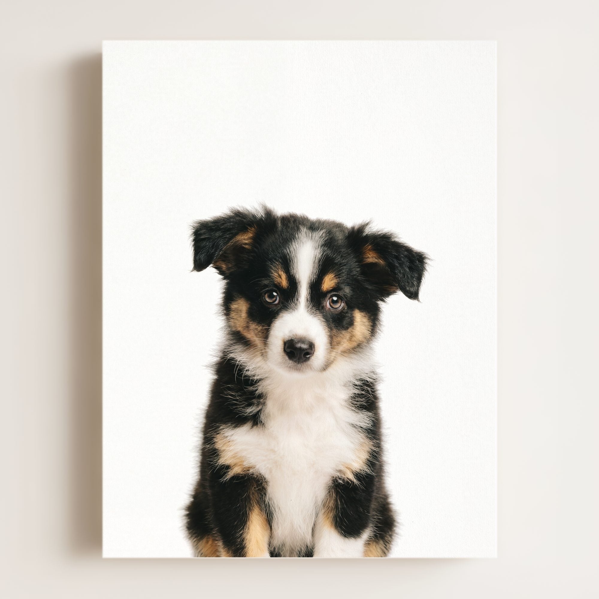 Baby Australian Shepherd Puppy