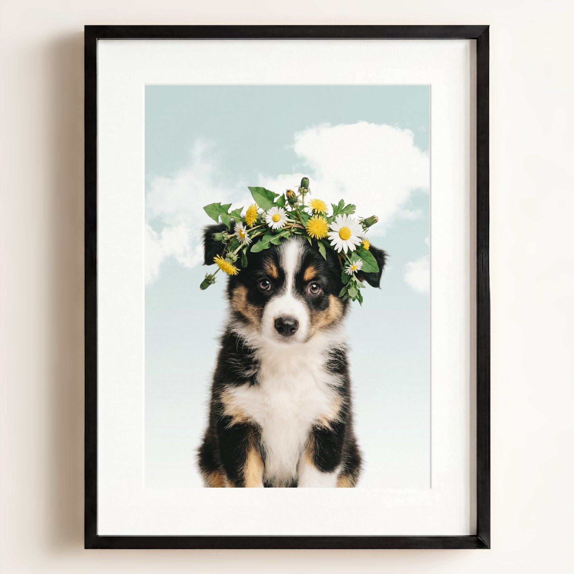 Baby Australian Shepherd Puppy