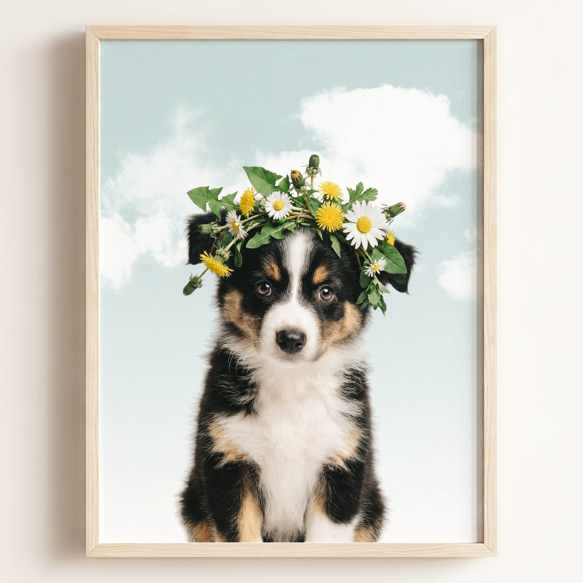 Baby Australian Shepherd Puppy
