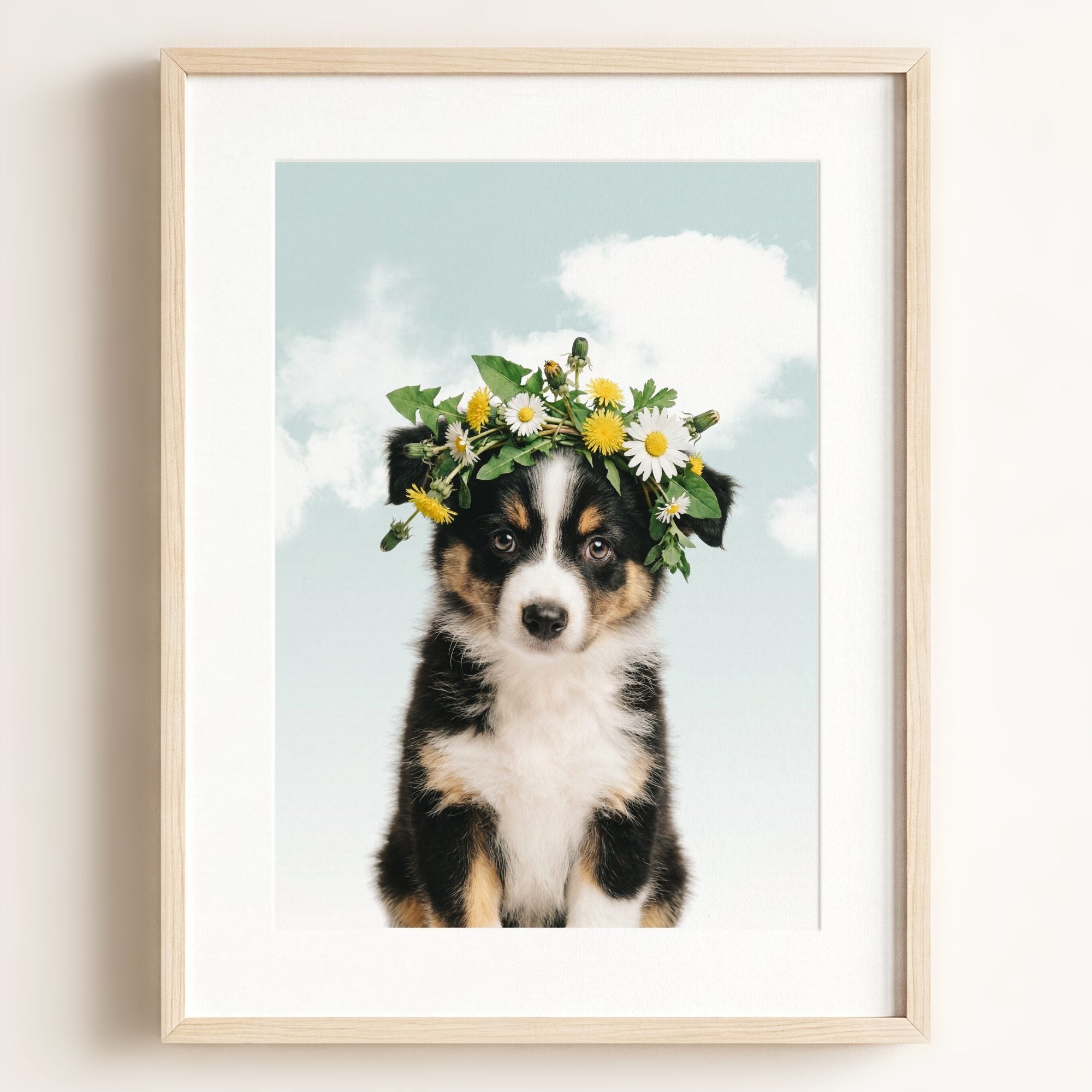 Baby Australian Shepherd Puppy
