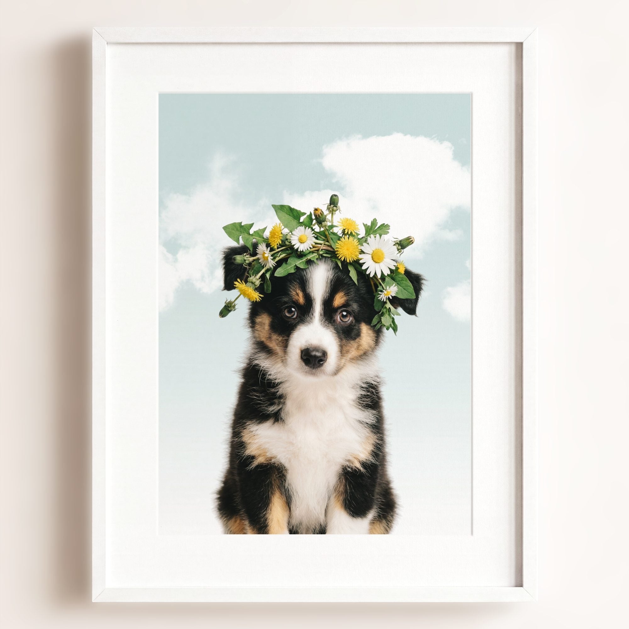 Baby Australian Shepherd Puppy