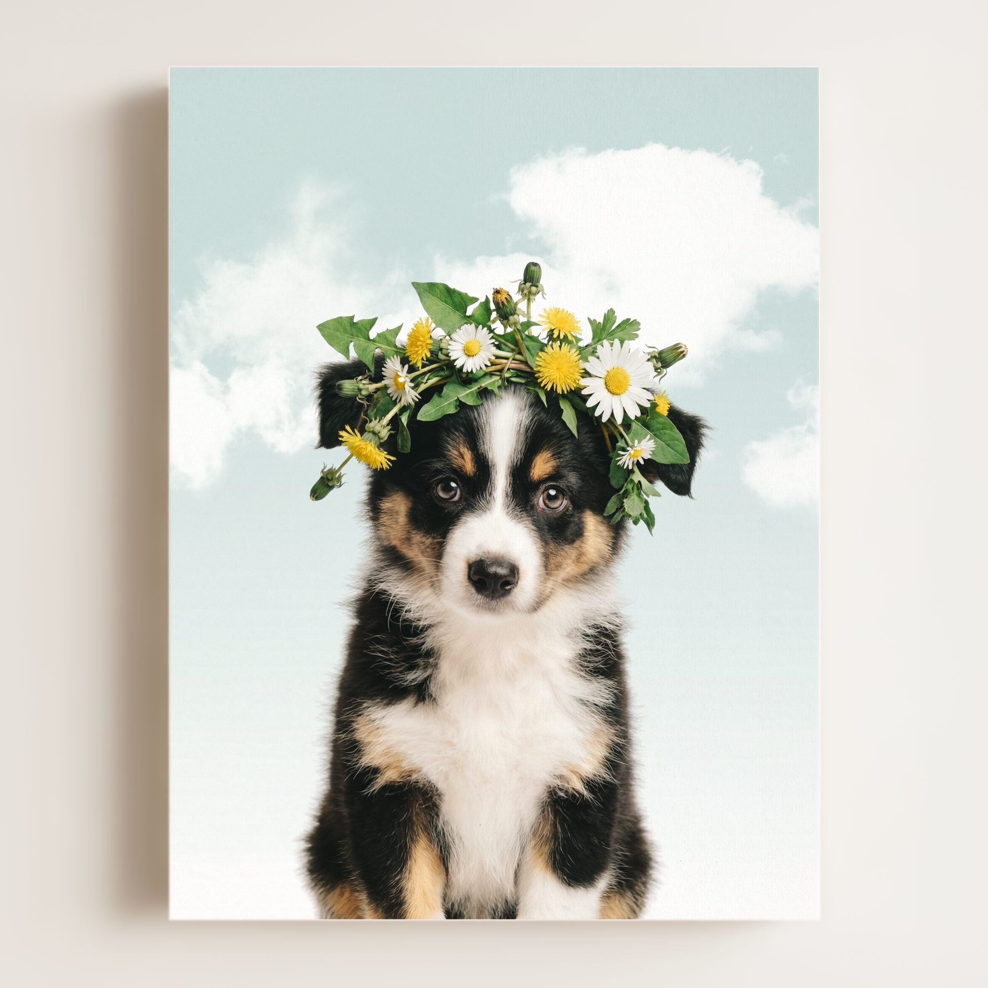 Baby Australian Shepherd Puppy