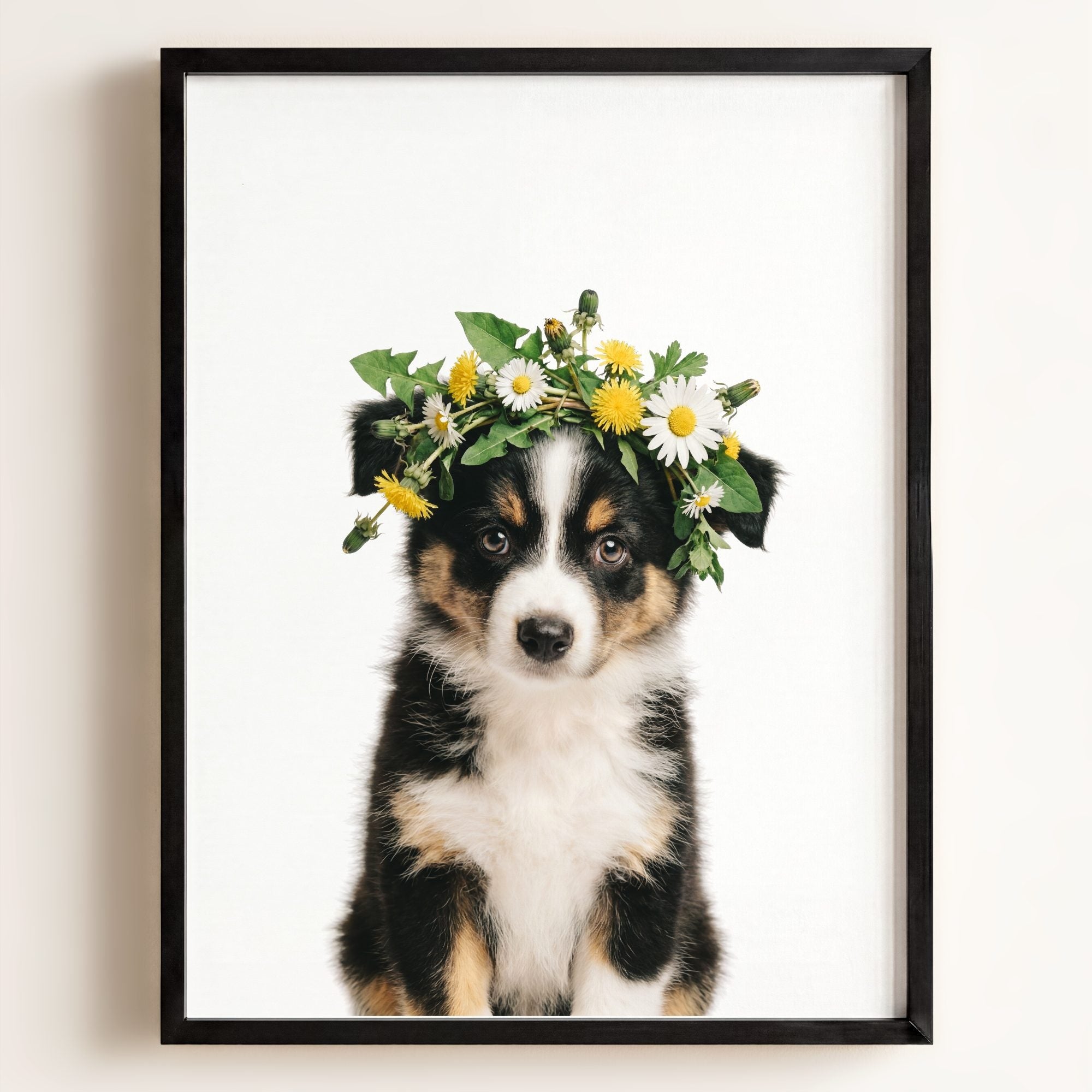 Baby Australian Shepherd Puppy