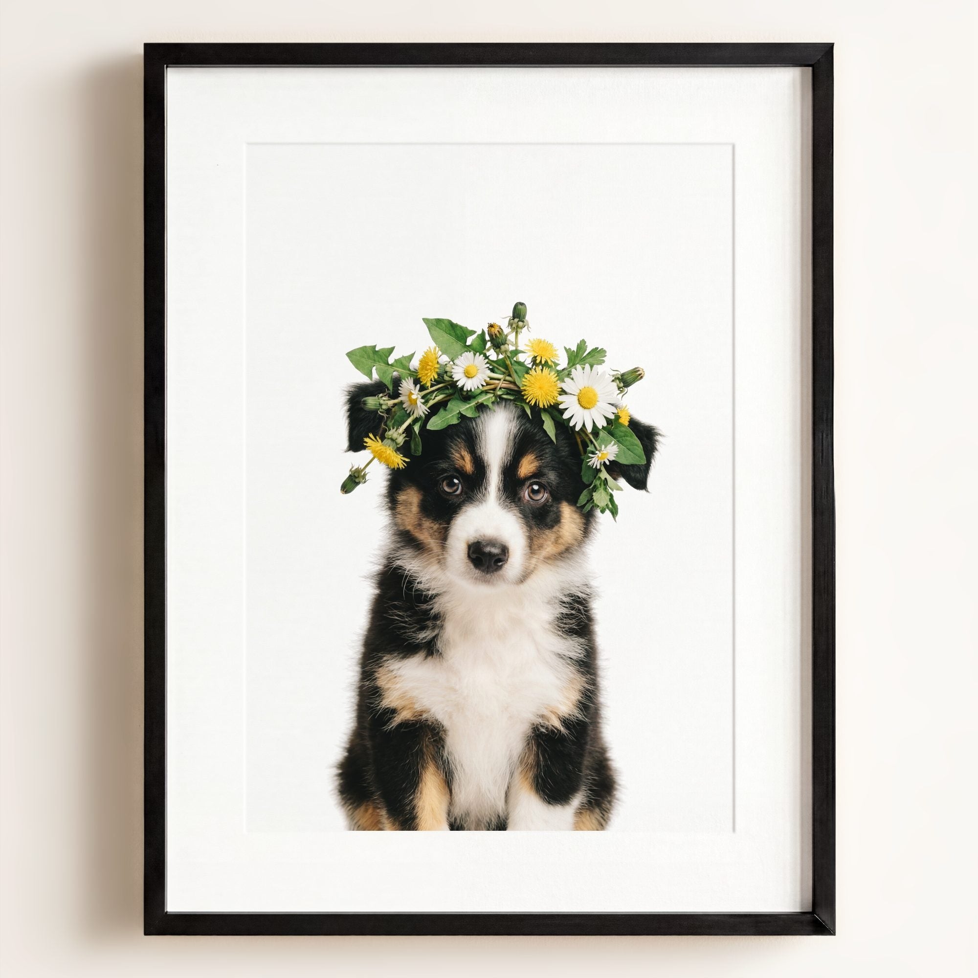 Baby Australian Shepherd Puppy