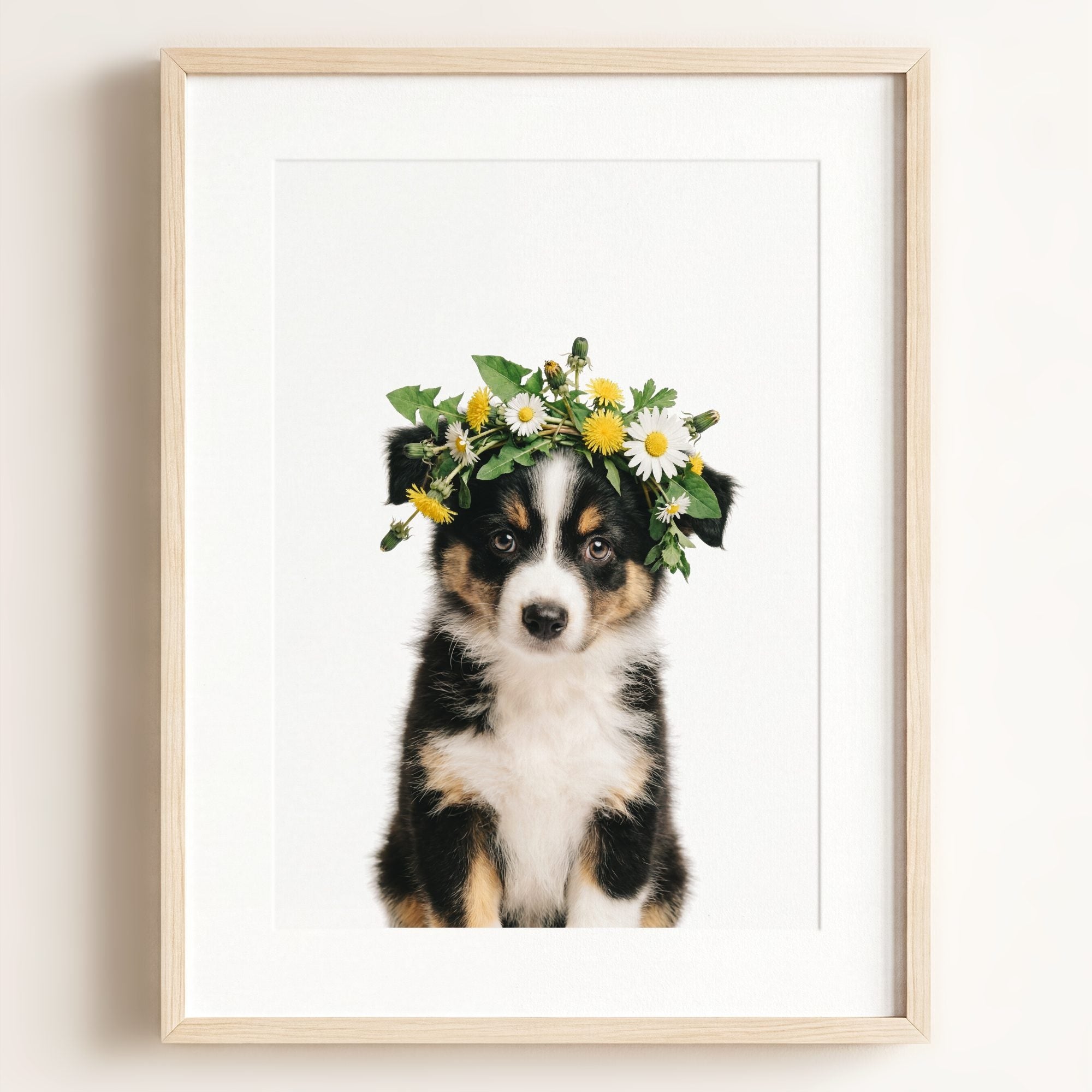 Baby Australian Shepherd Puppy
