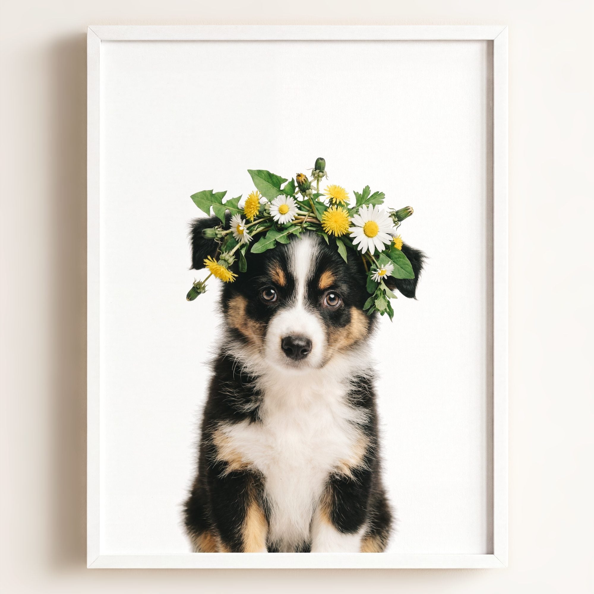 Baby Australian Shepherd Puppy