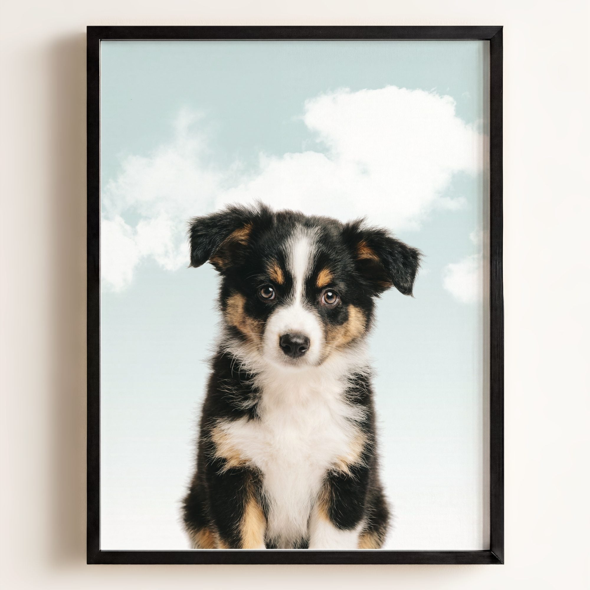 Baby Australian Shepherd Puppy