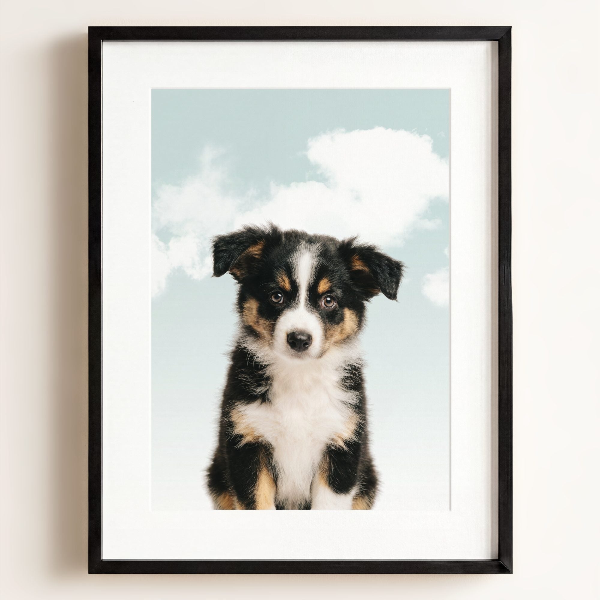 Baby Australian Shepherd Puppy