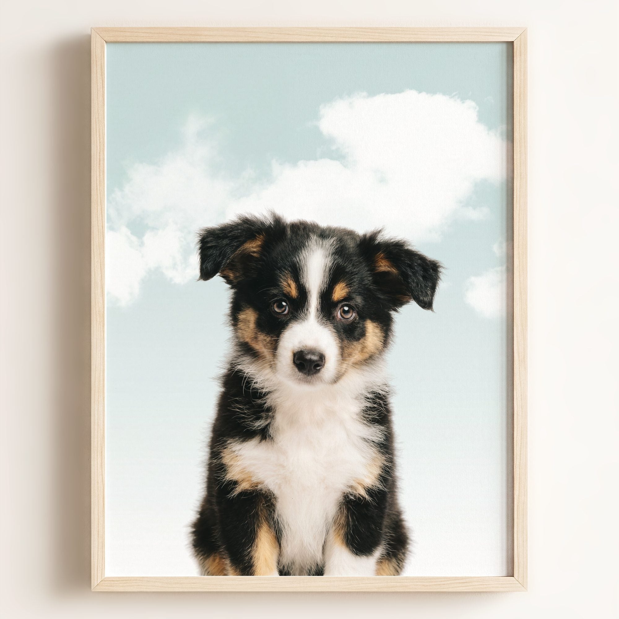 Baby Australian Shepherd Puppy