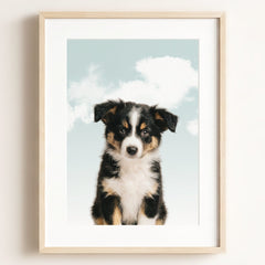 Baby Australian Shepherd Puppy