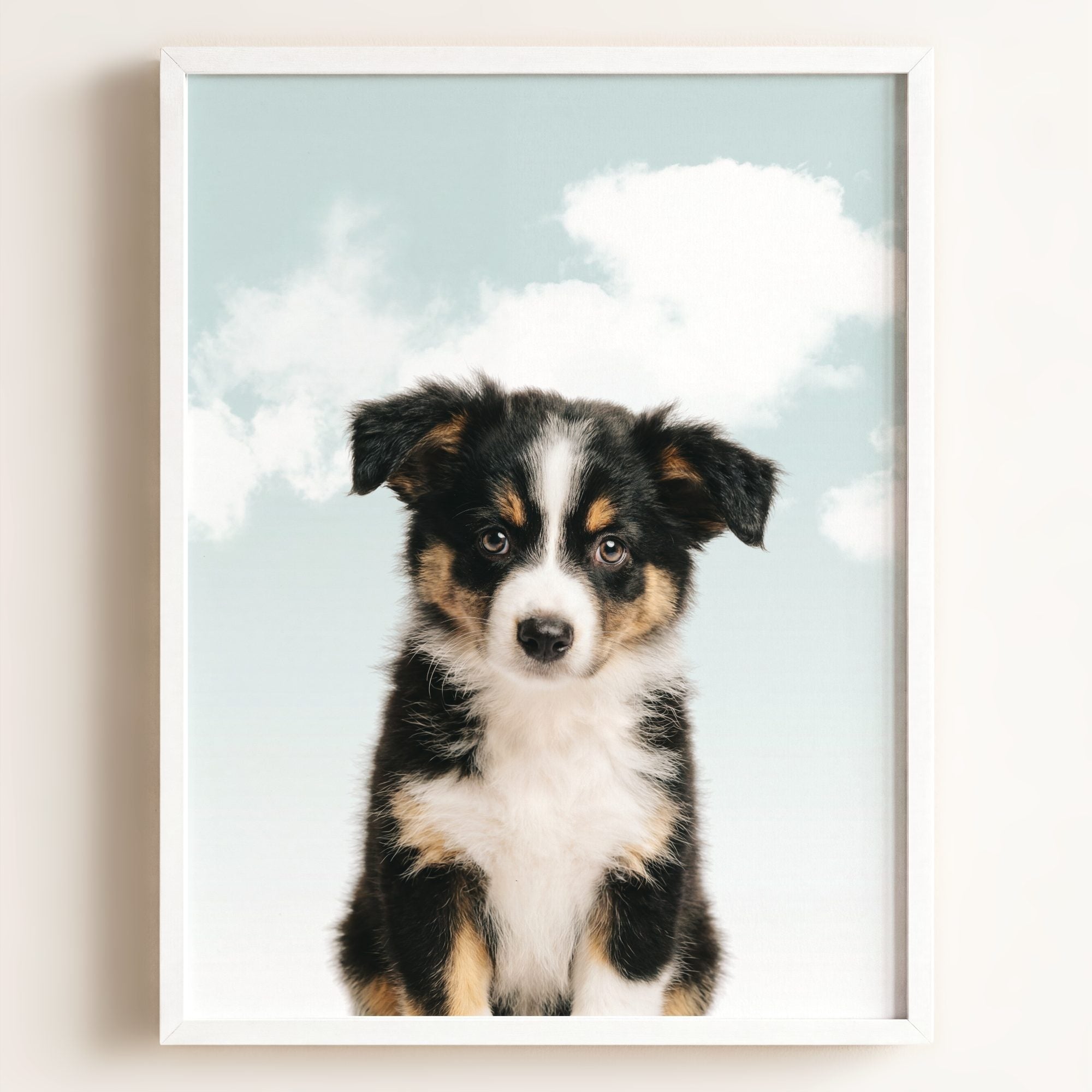 Baby Australian Shepherd Puppy