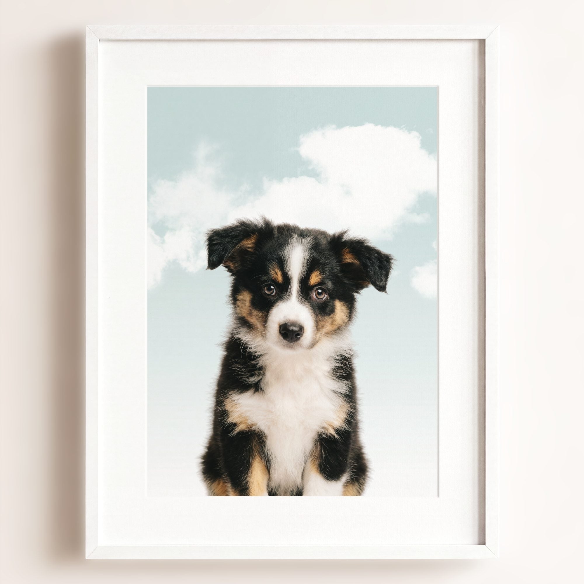 Baby Australian Shepherd Puppy