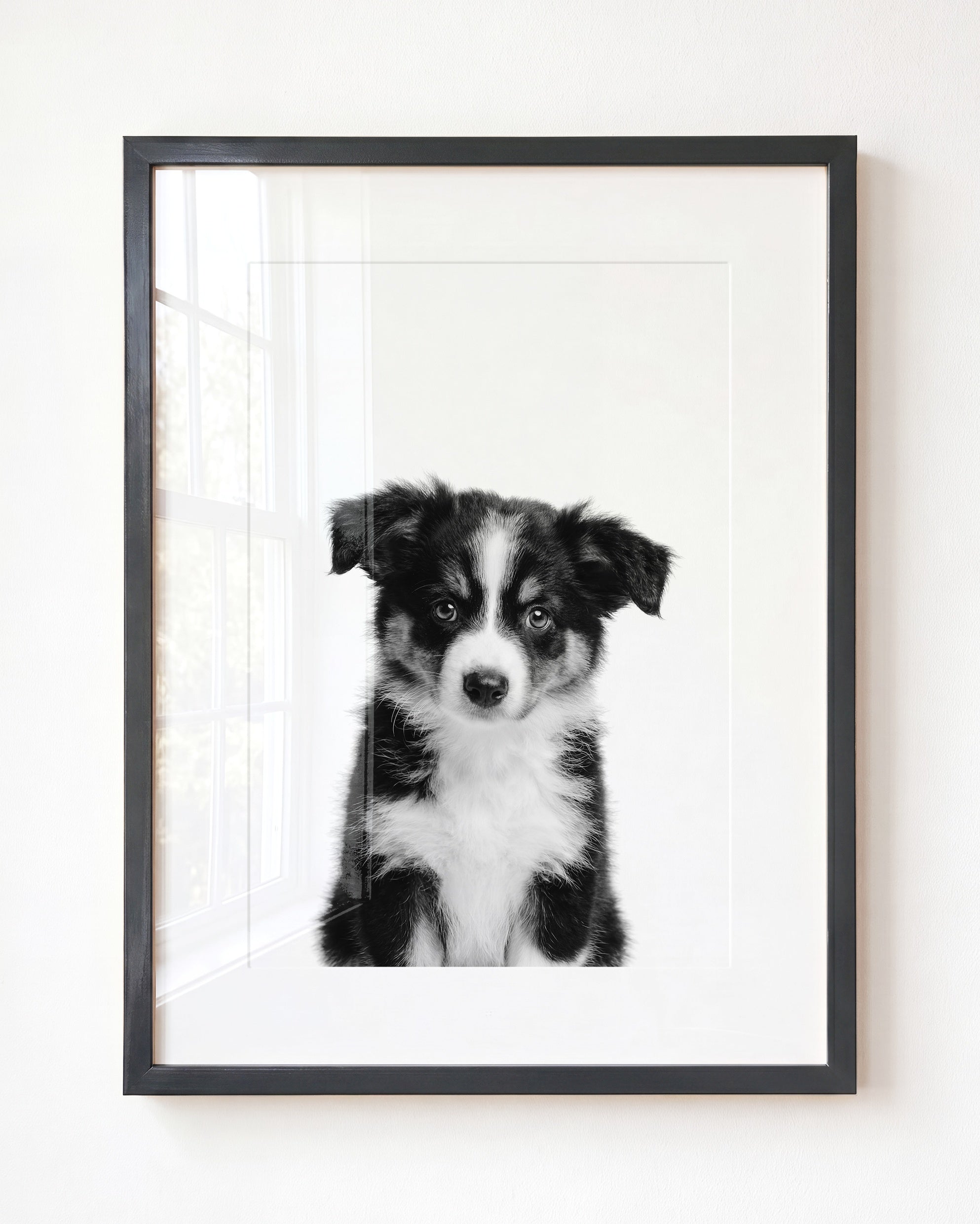 Baby Australian Shepherd Puppy