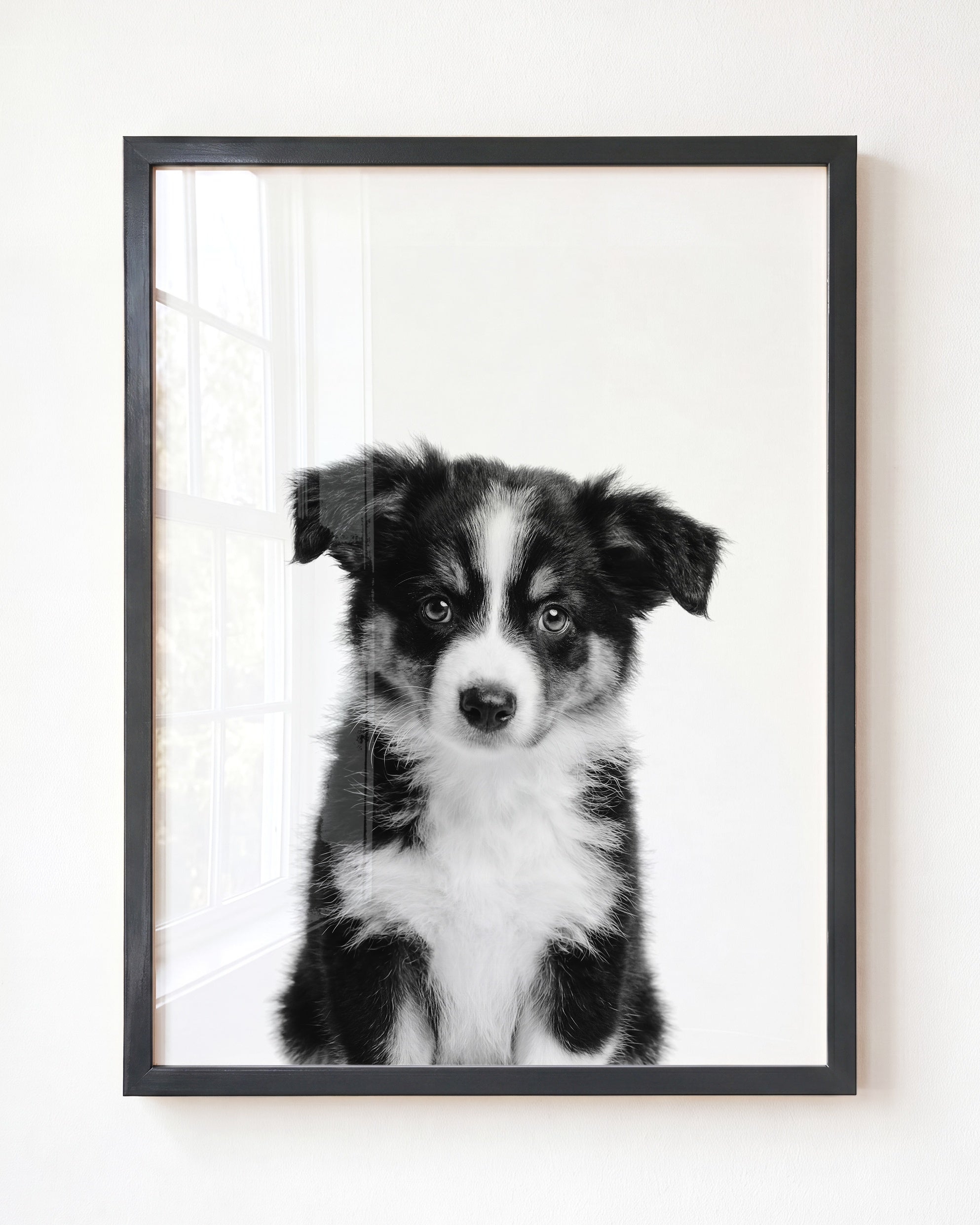 Baby Australian Shepherd Puppy