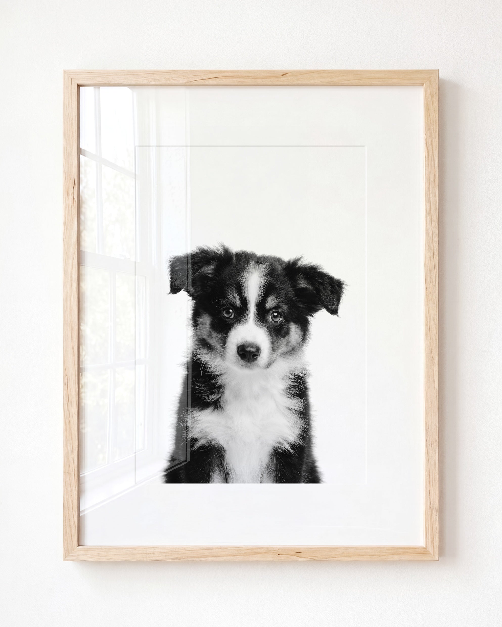 Baby Australian Shepherd Puppy