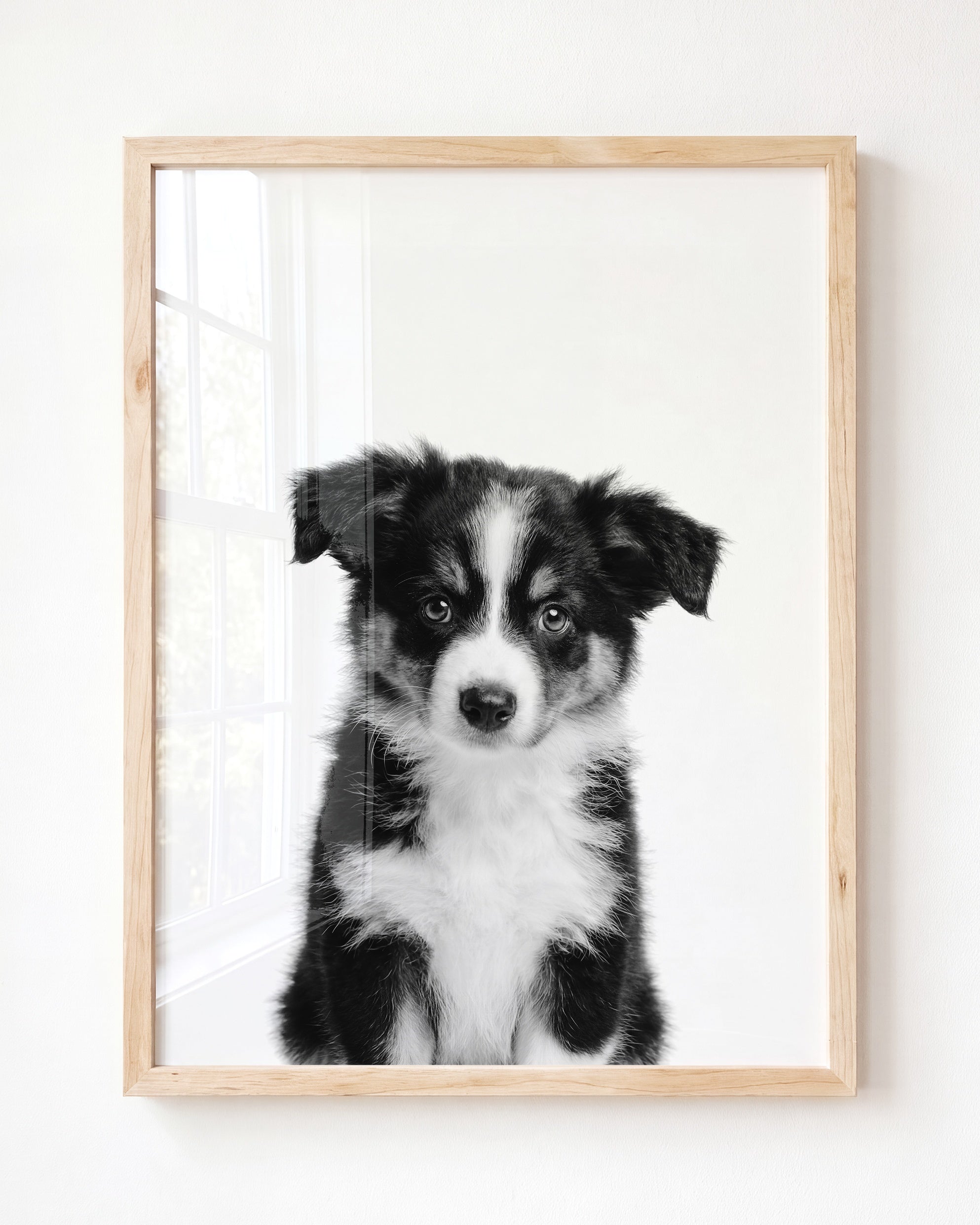 Baby Australian Shepherd Puppy