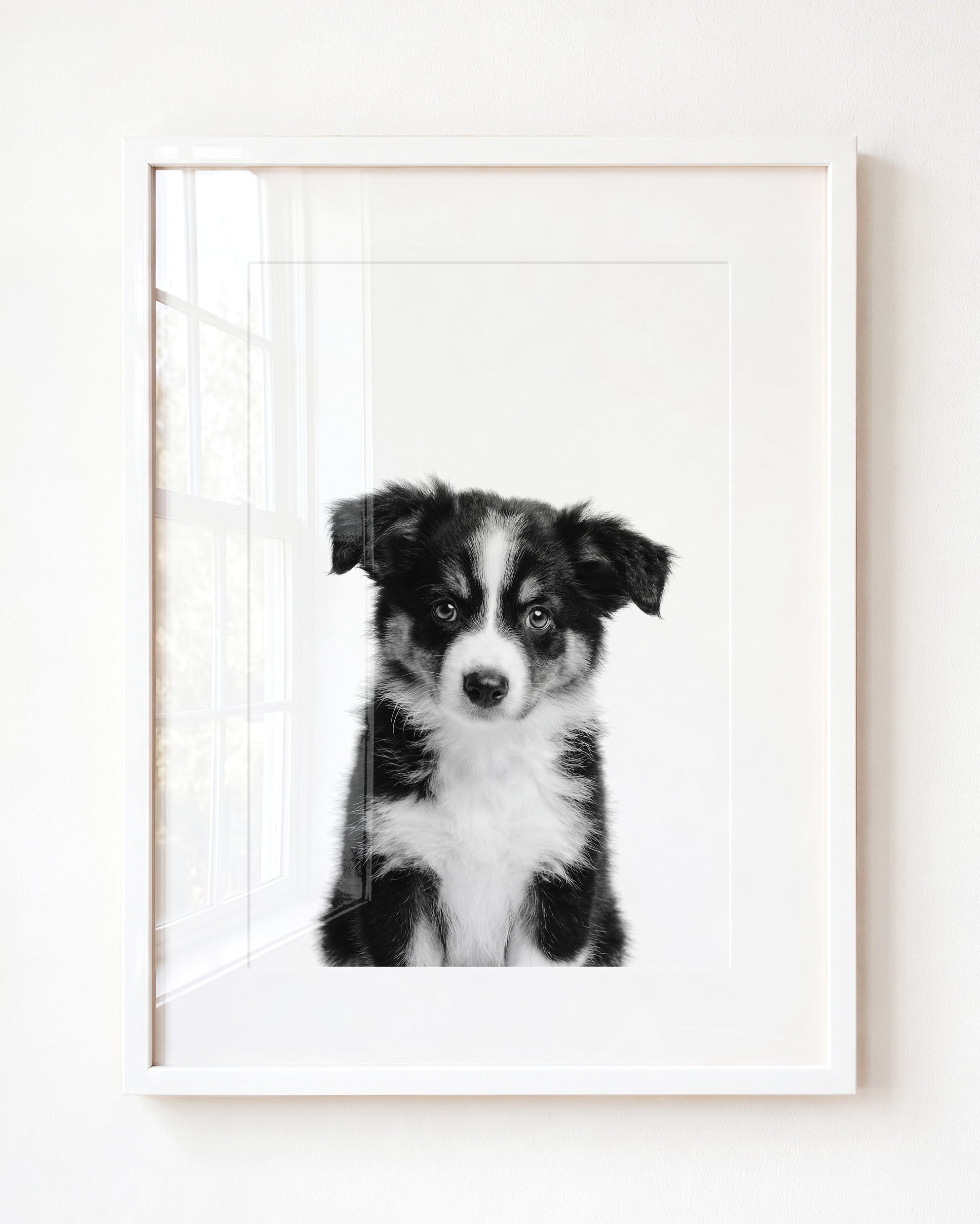Baby Australian Shepherd Puppy