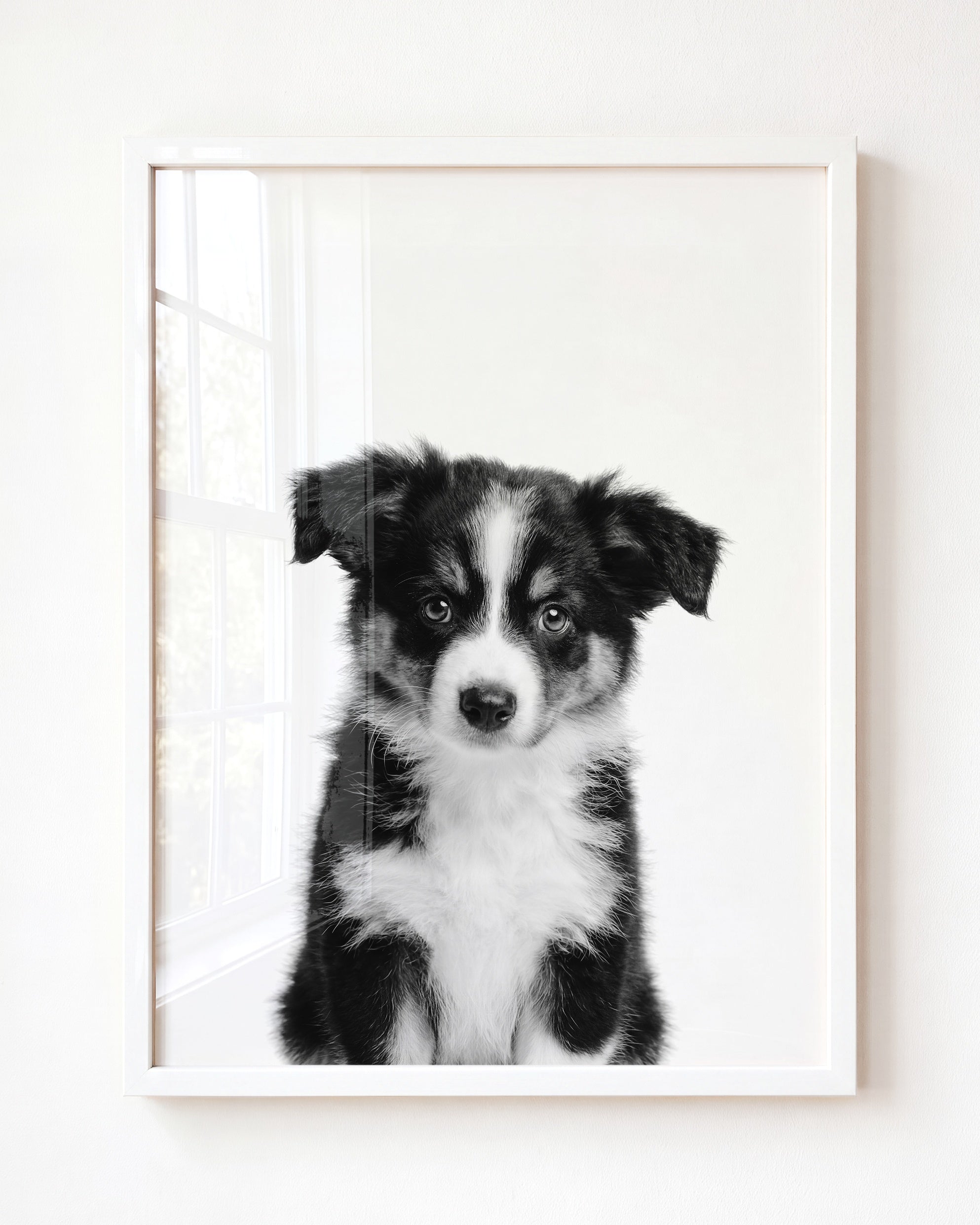 Baby Australian Shepherd Puppy