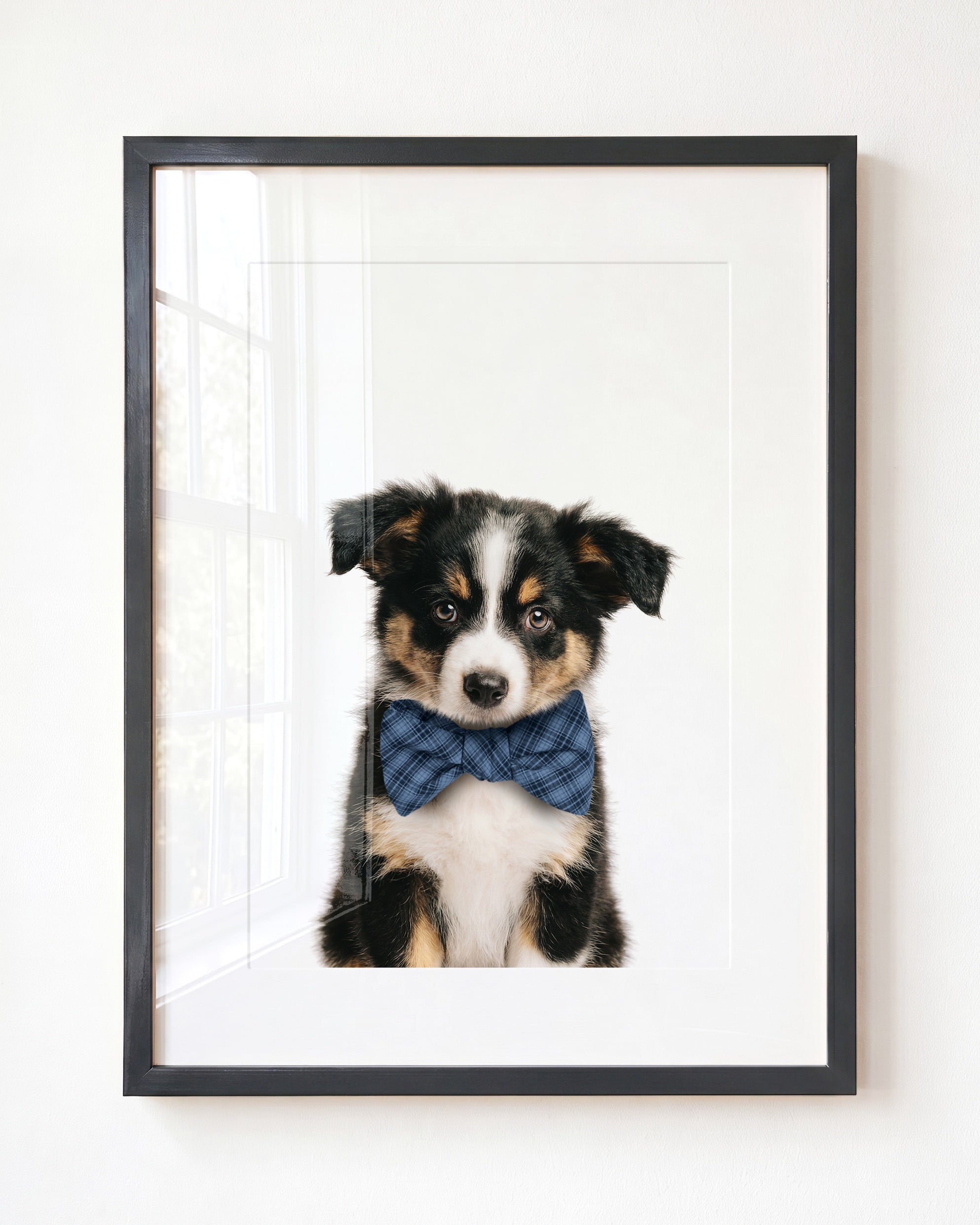 Baby Australian Shepherd Puppy
