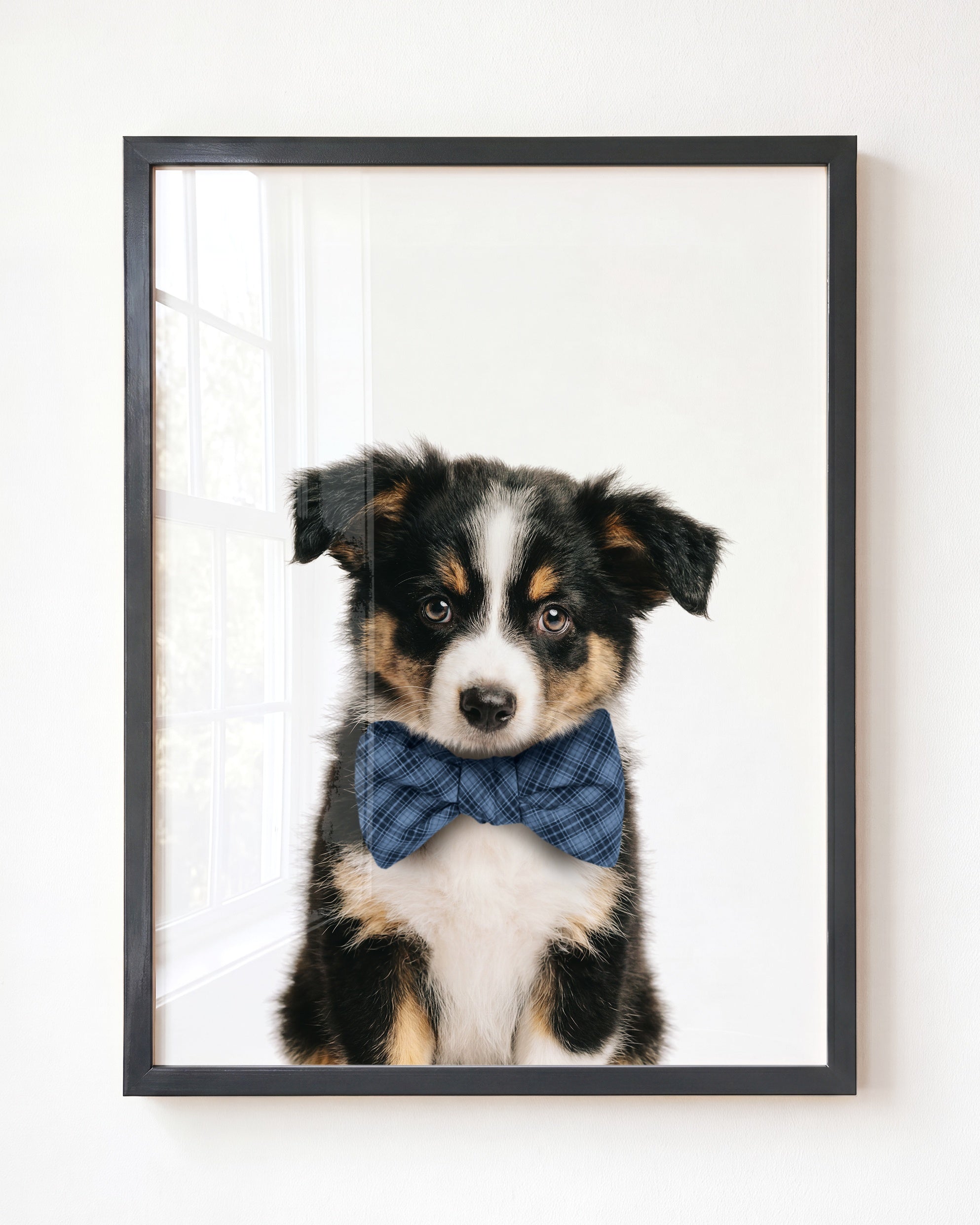 Baby Australian Shepherd Puppy