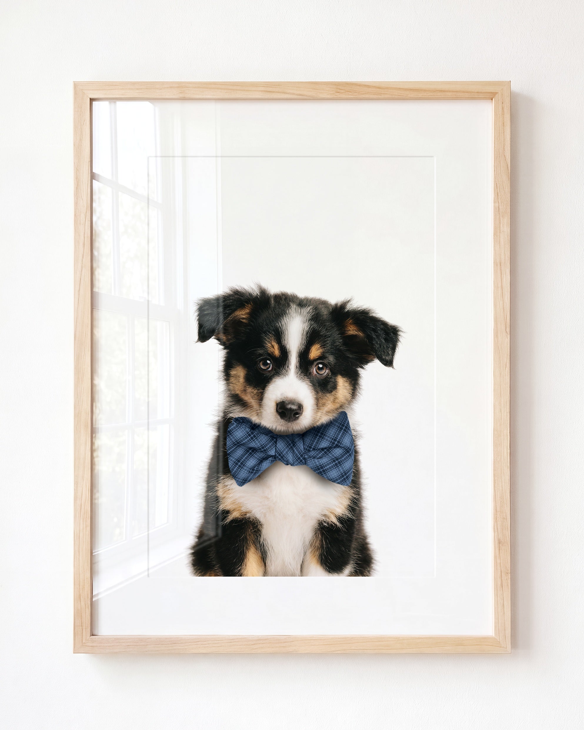 Baby Australian Shepherd Puppy