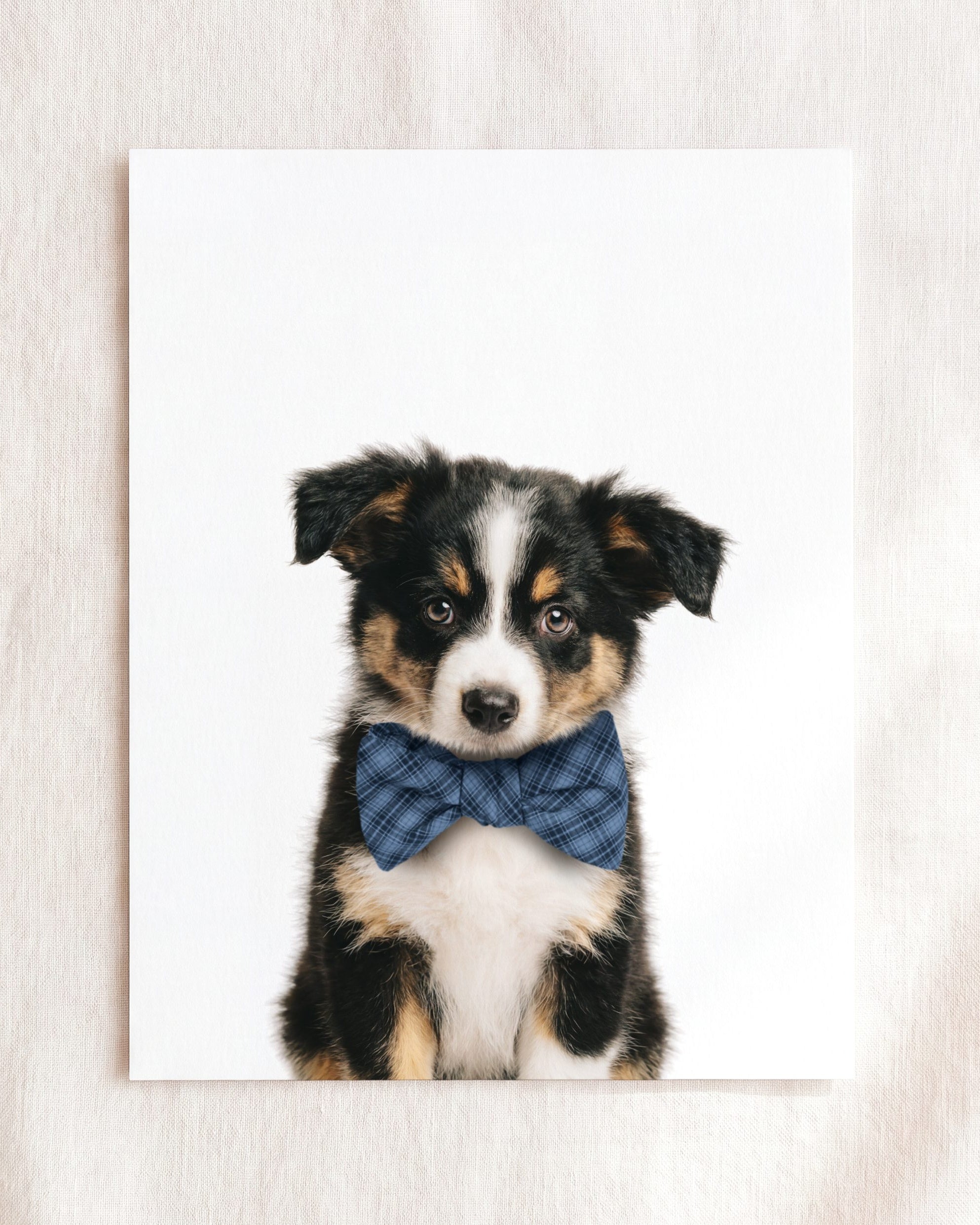 Baby Australian Shepherd Puppy