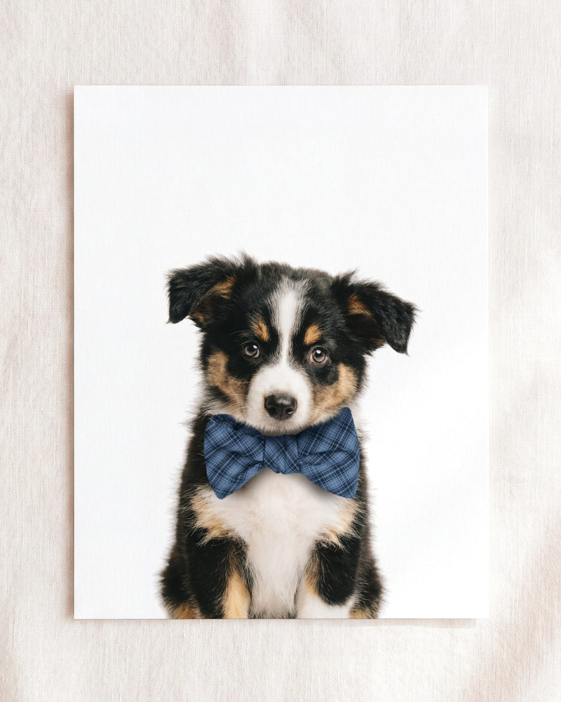 Bow Tie Cornflower