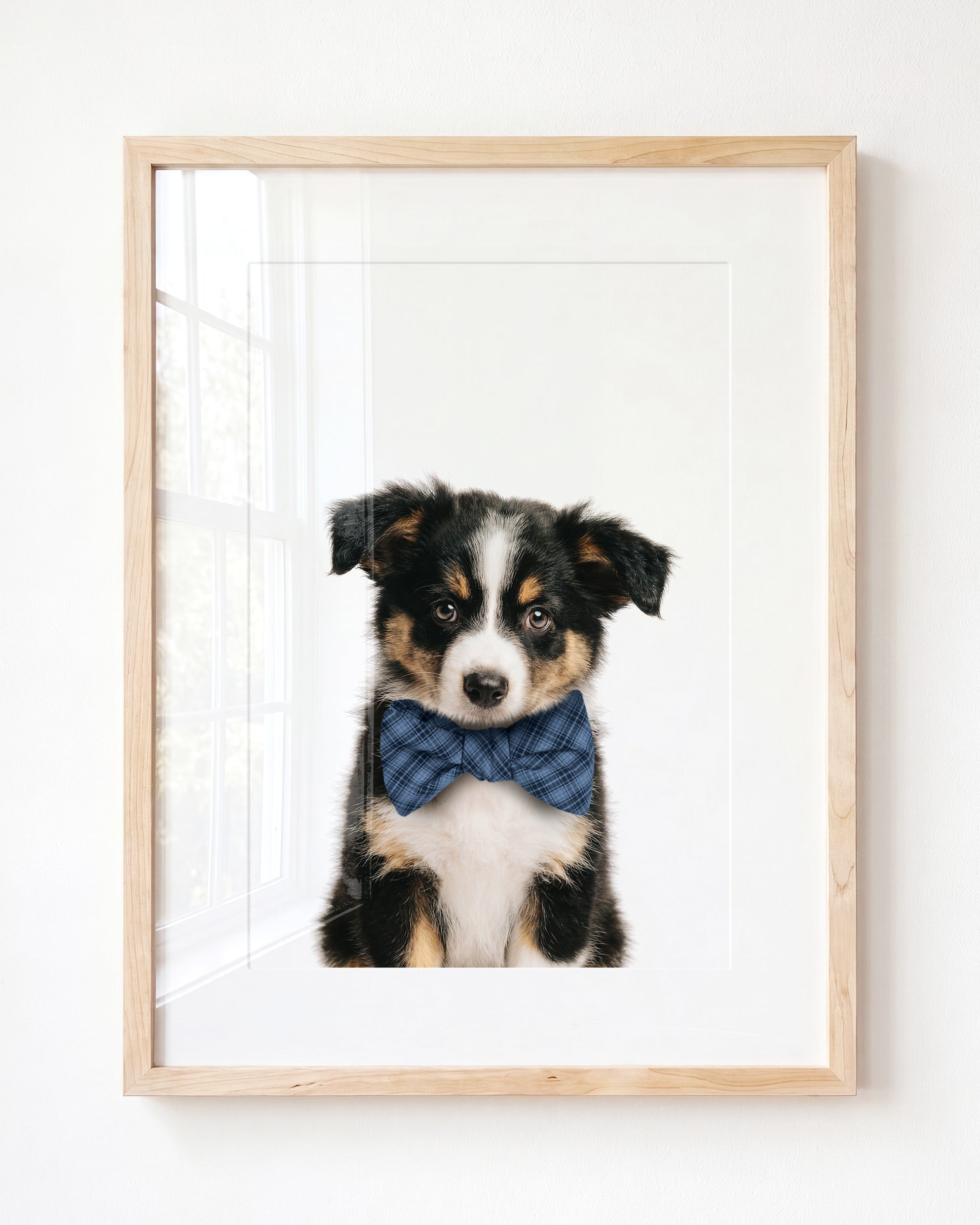 Baby Australian Shepherd Puppy