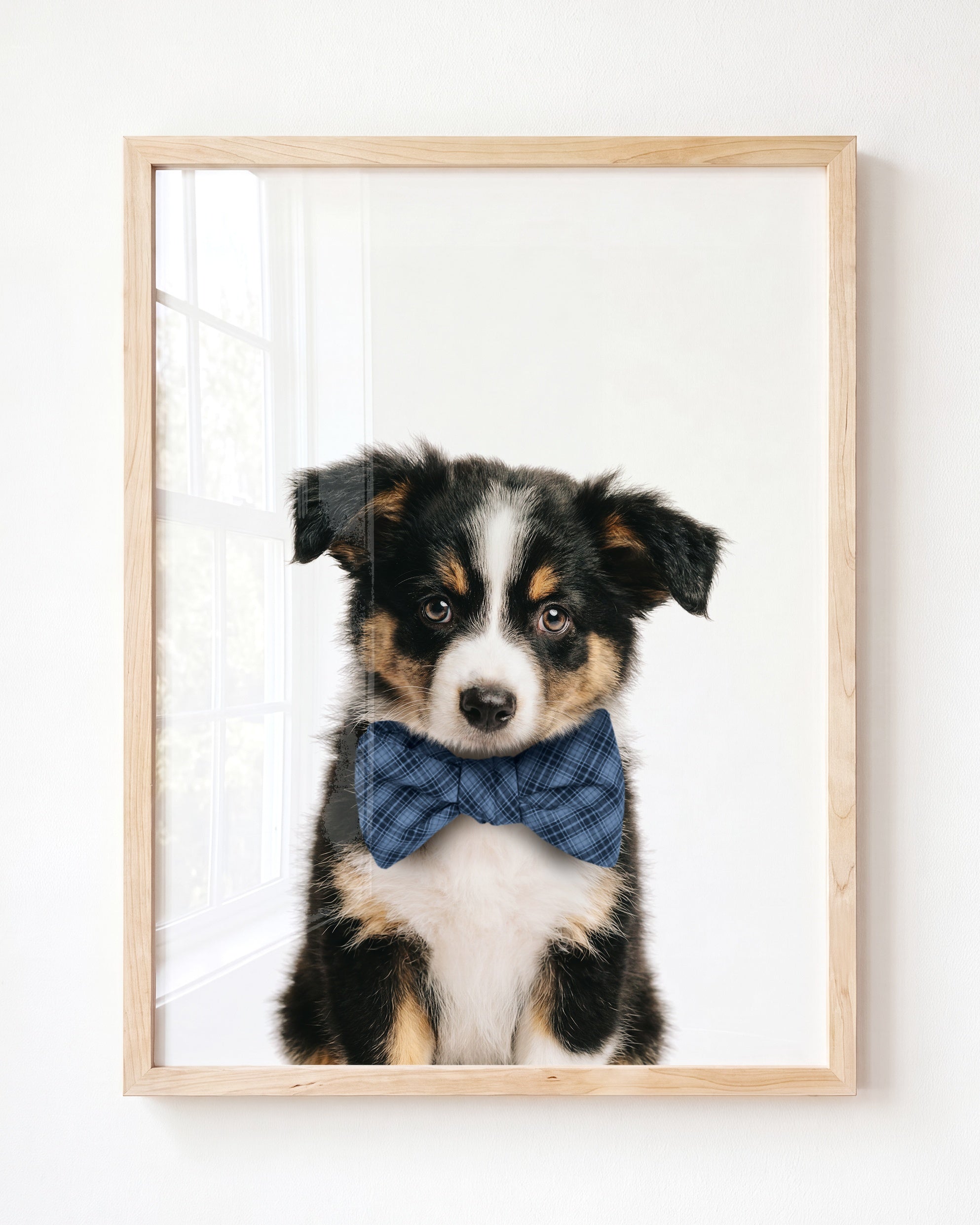 Baby Australian Shepherd Puppy