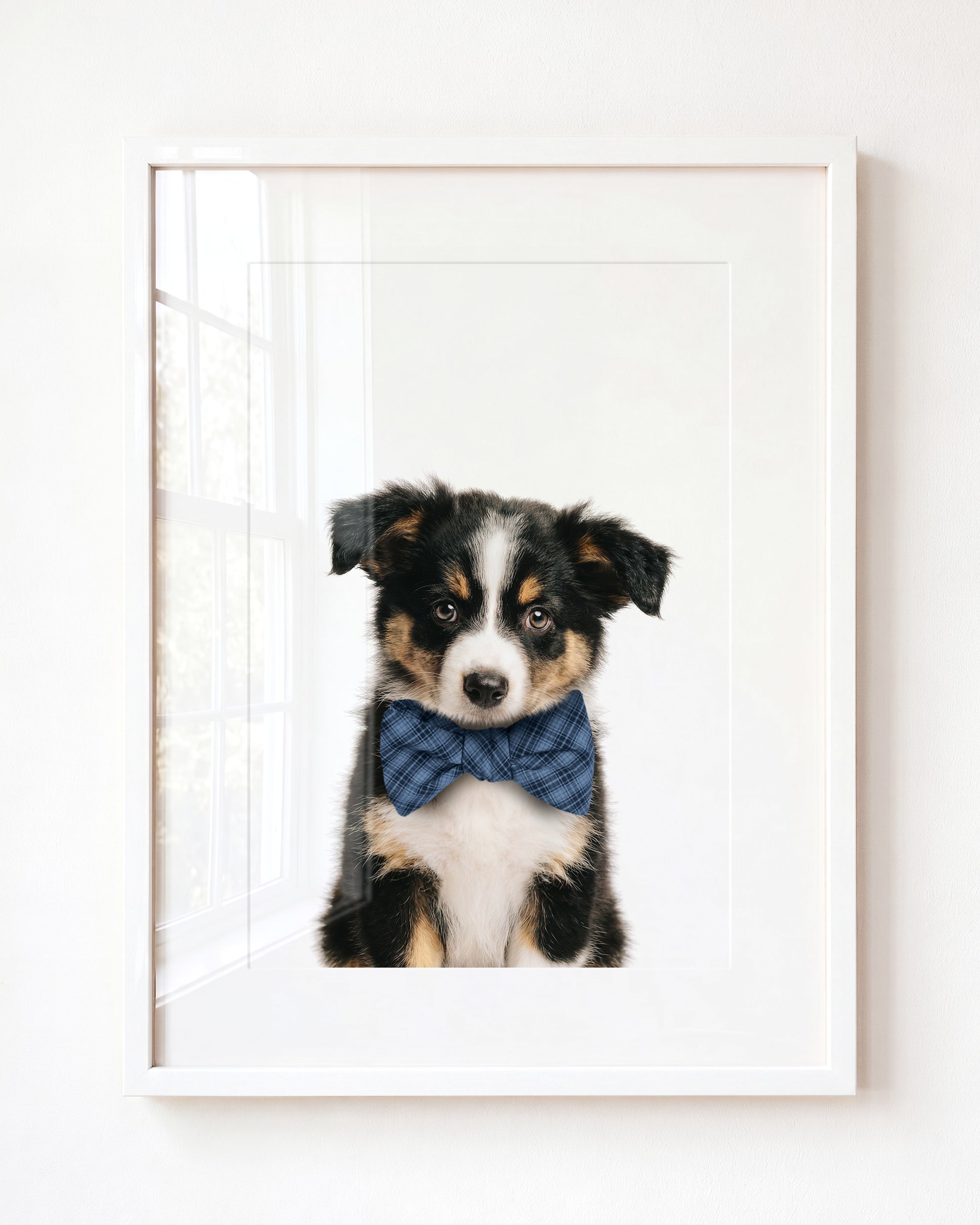 Baby Australian Shepherd Puppy