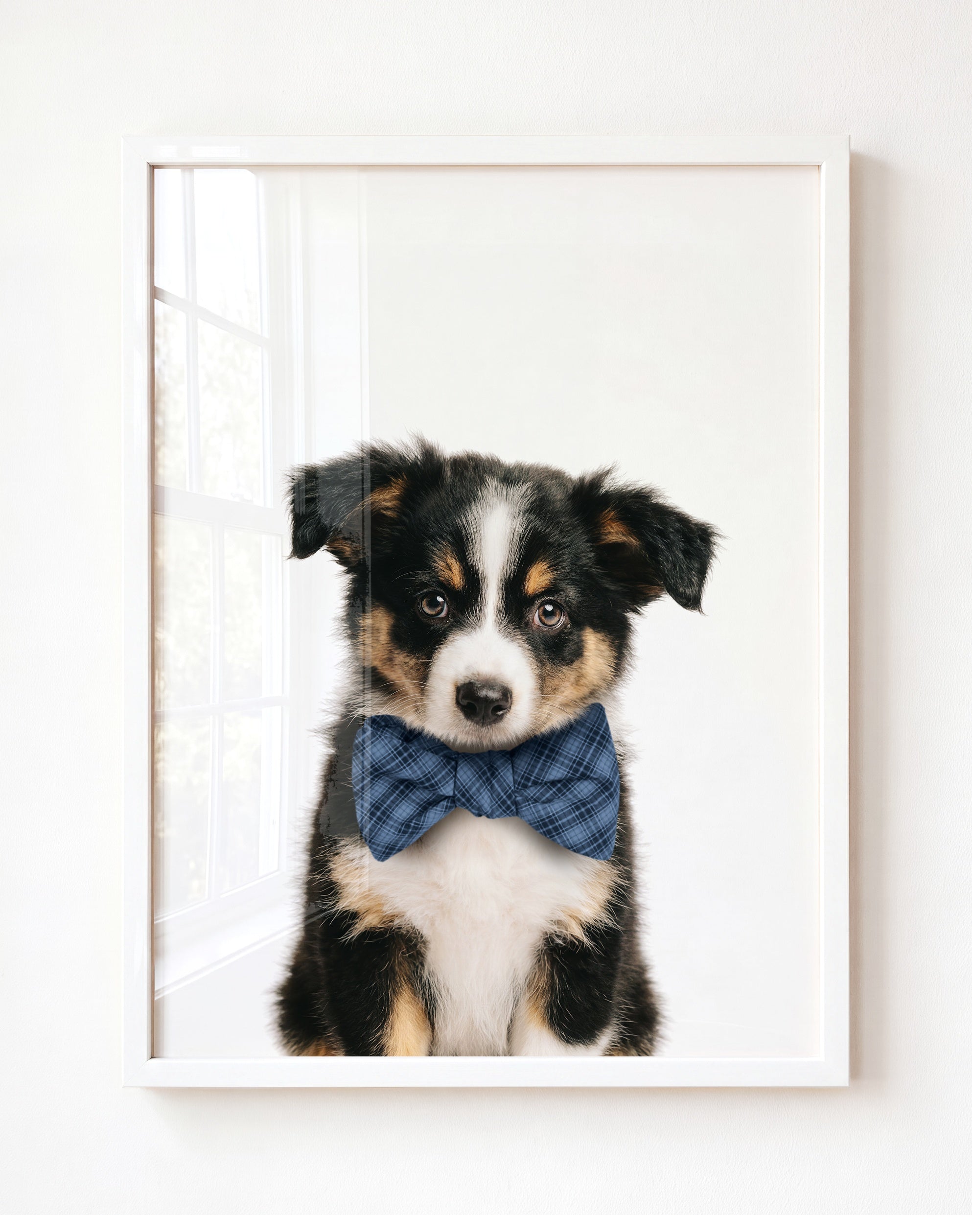 Baby Australian Shepherd Puppy