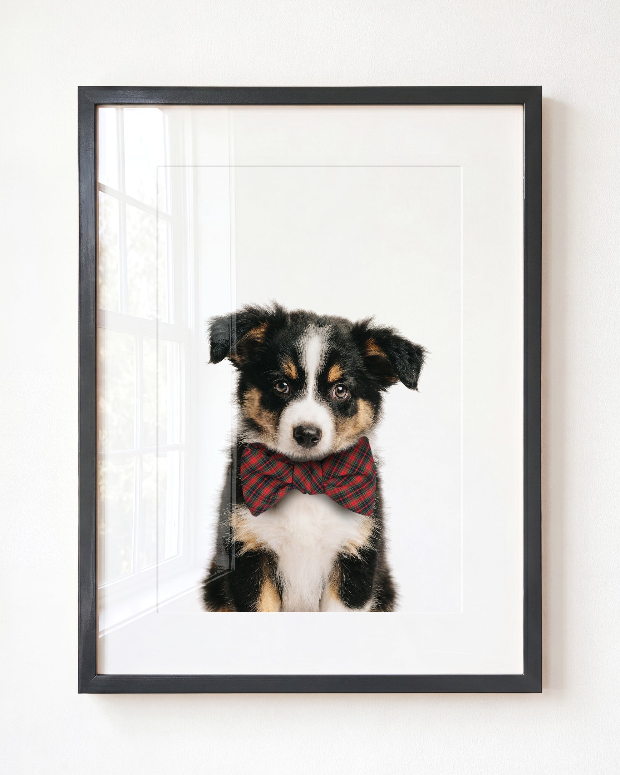 Baby Australian Shepherd Puppy