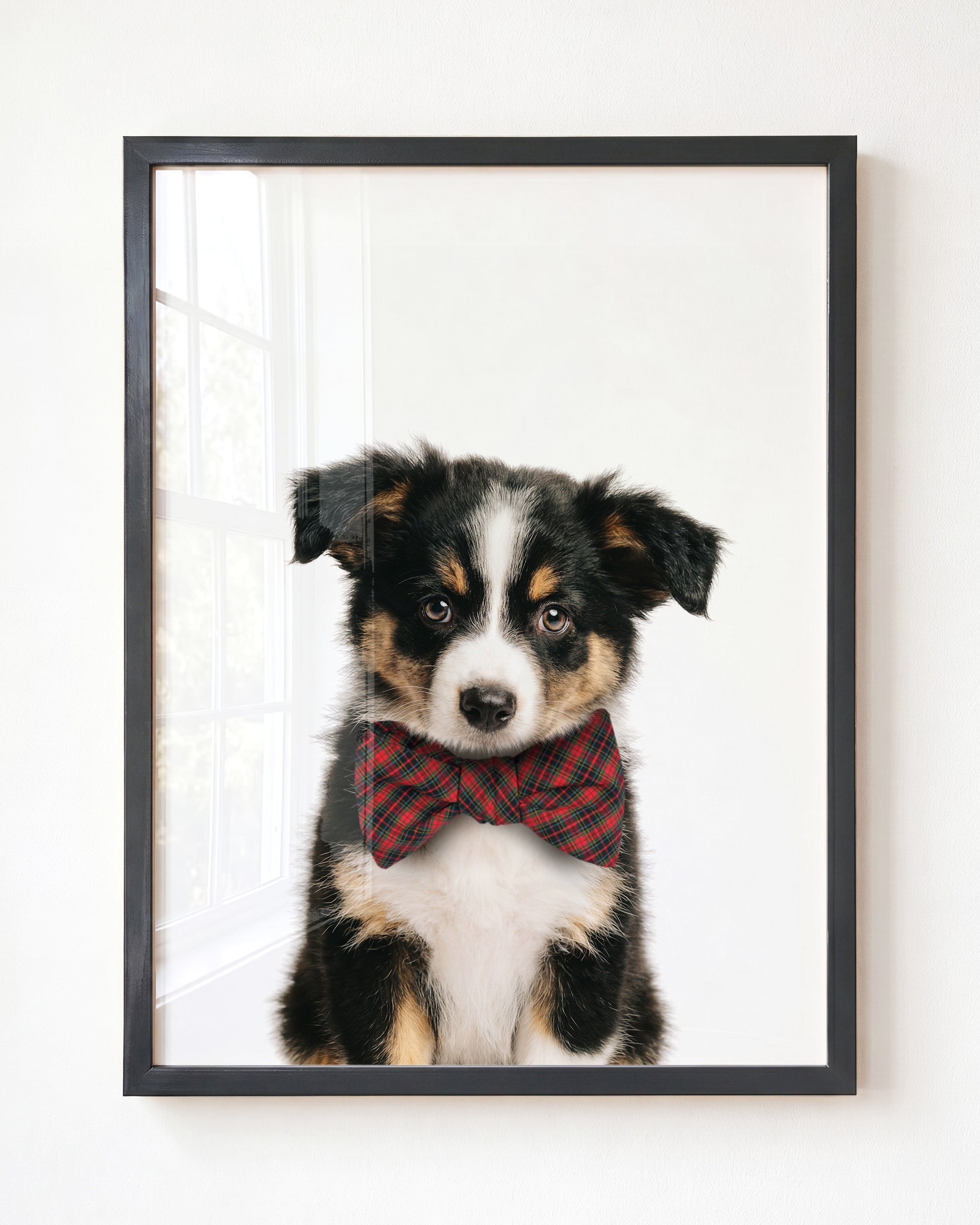 Baby Australian Shepherd Puppy