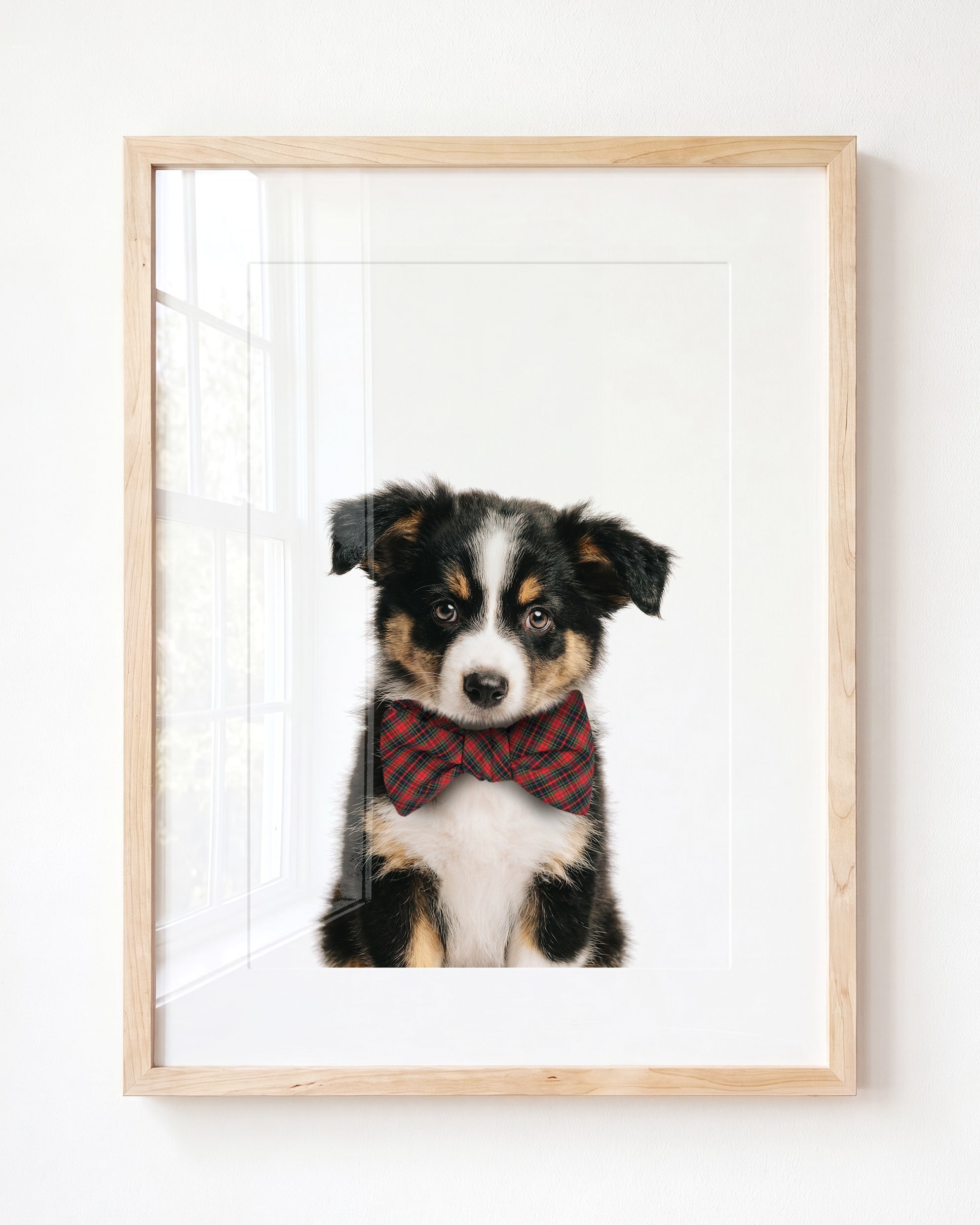 Baby Australian Shepherd Puppy