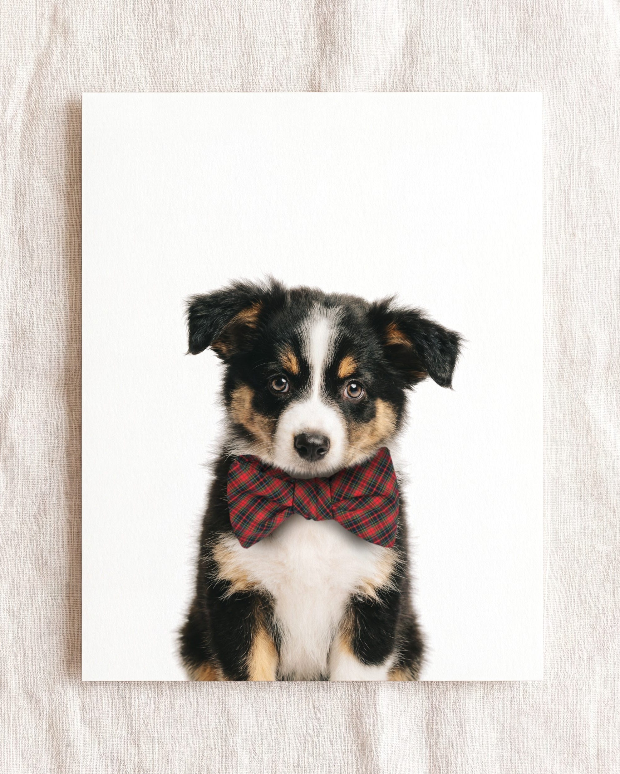 Baby Australian Shepherd Puppy