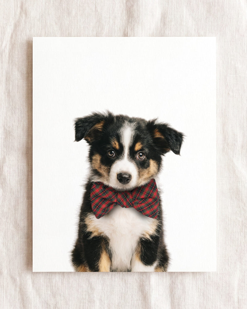 Bow Tie