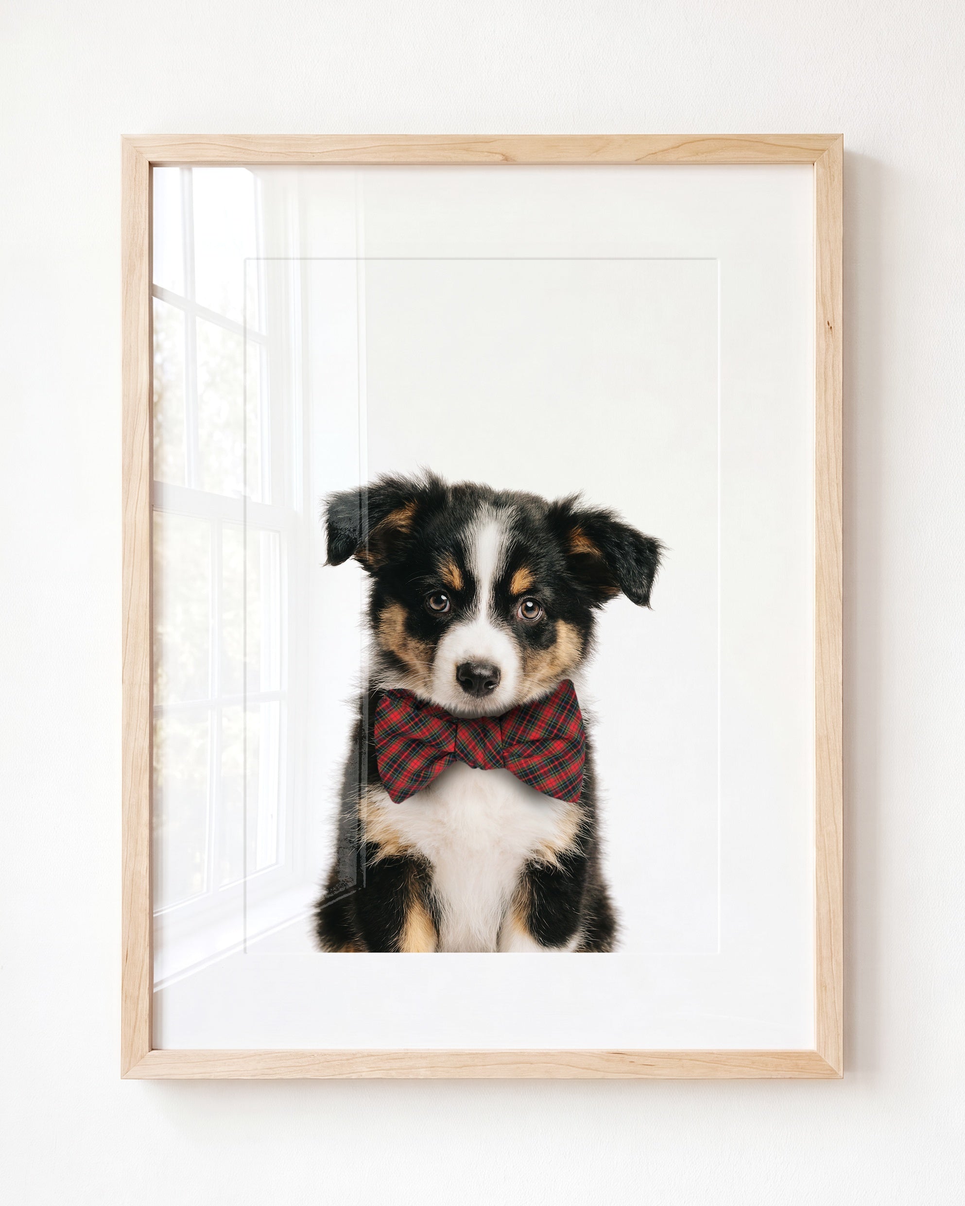 Baby Australian Shepherd Puppy