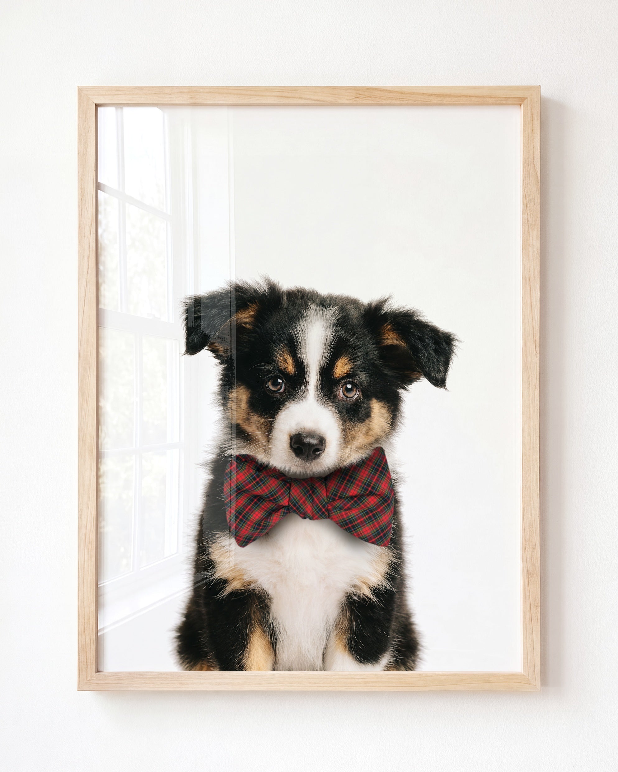 Baby Australian Shepherd Puppy