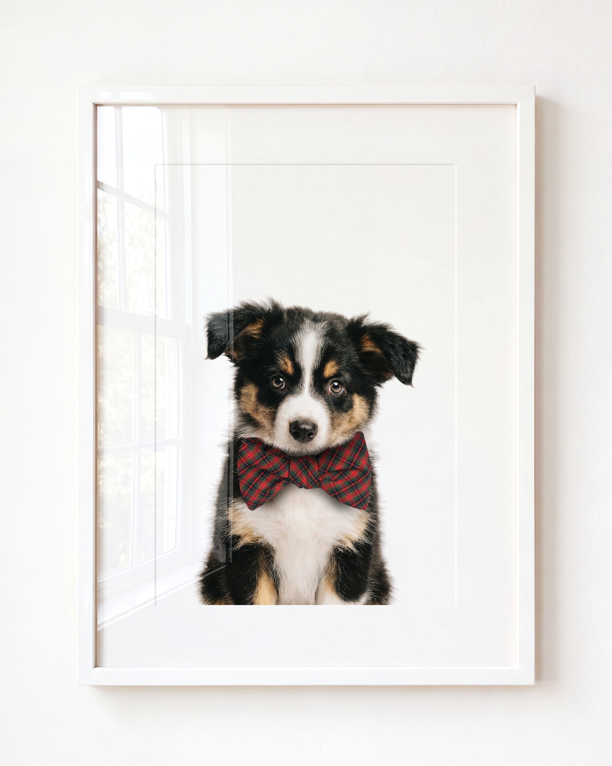 Baby Australian Shepherd Puppy