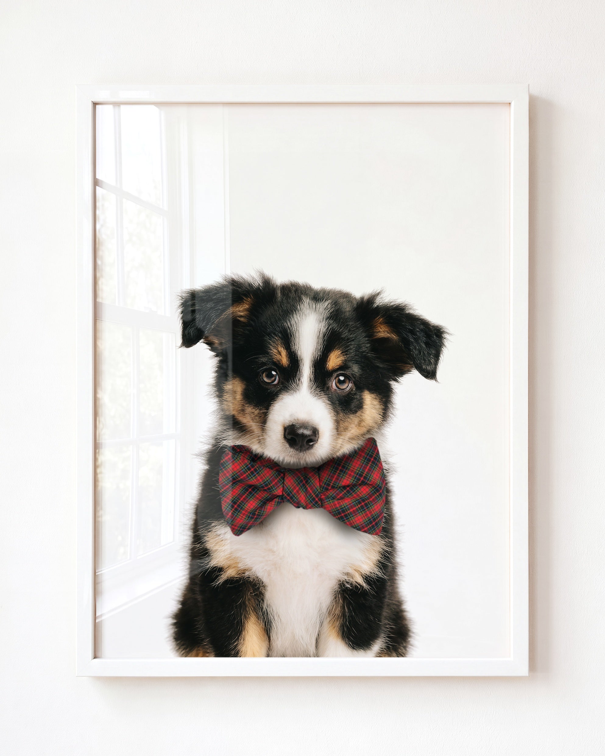Baby Australian Shepherd Puppy