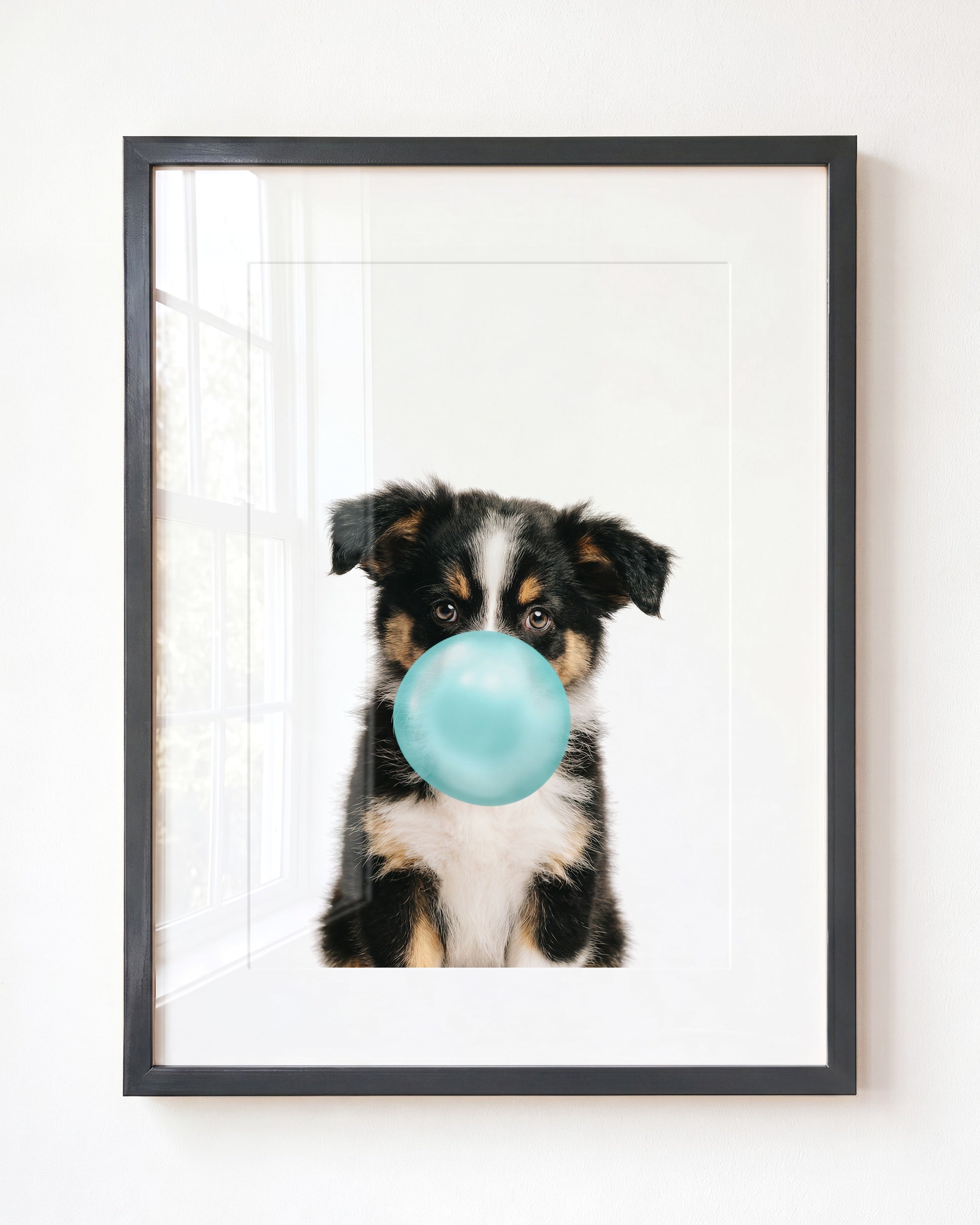 Baby Australian Shepherd Puppy