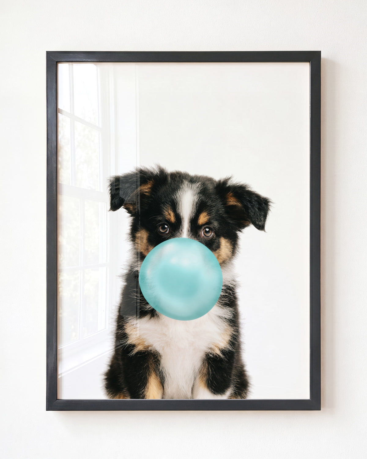 Baby Australian Shepherd Puppy
