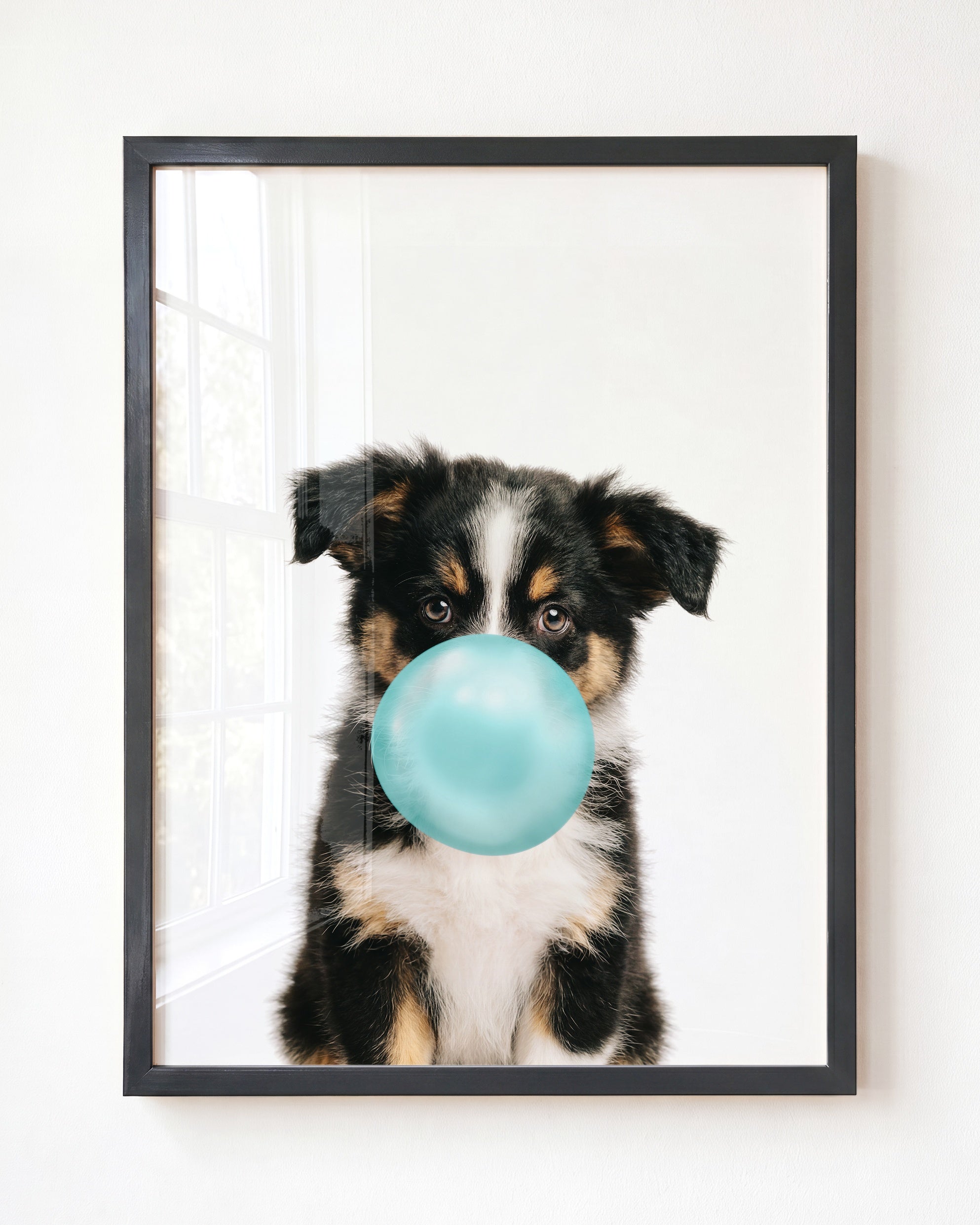 Baby Australian Shepherd Puppy