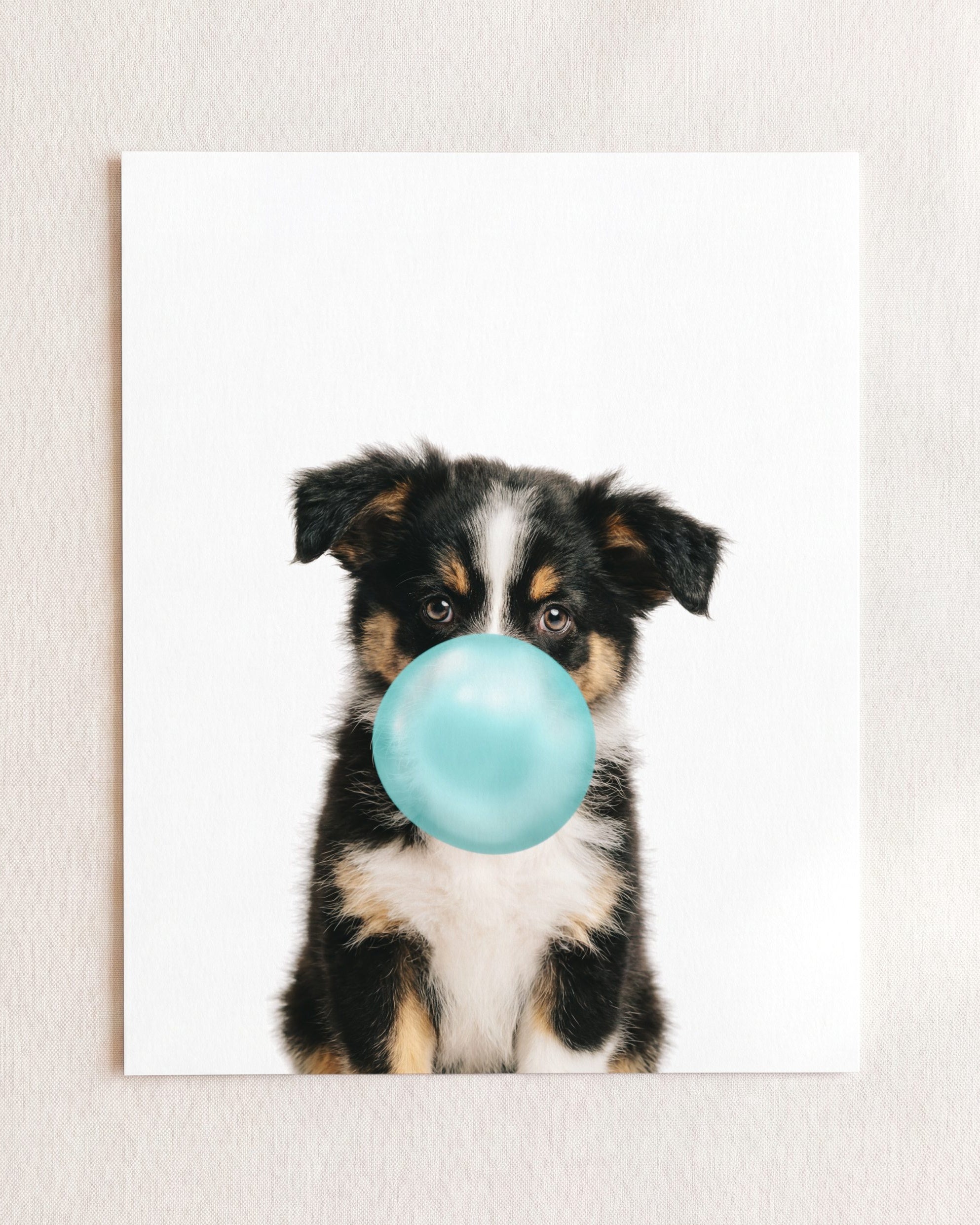 Baby Australian Shepherd Puppy