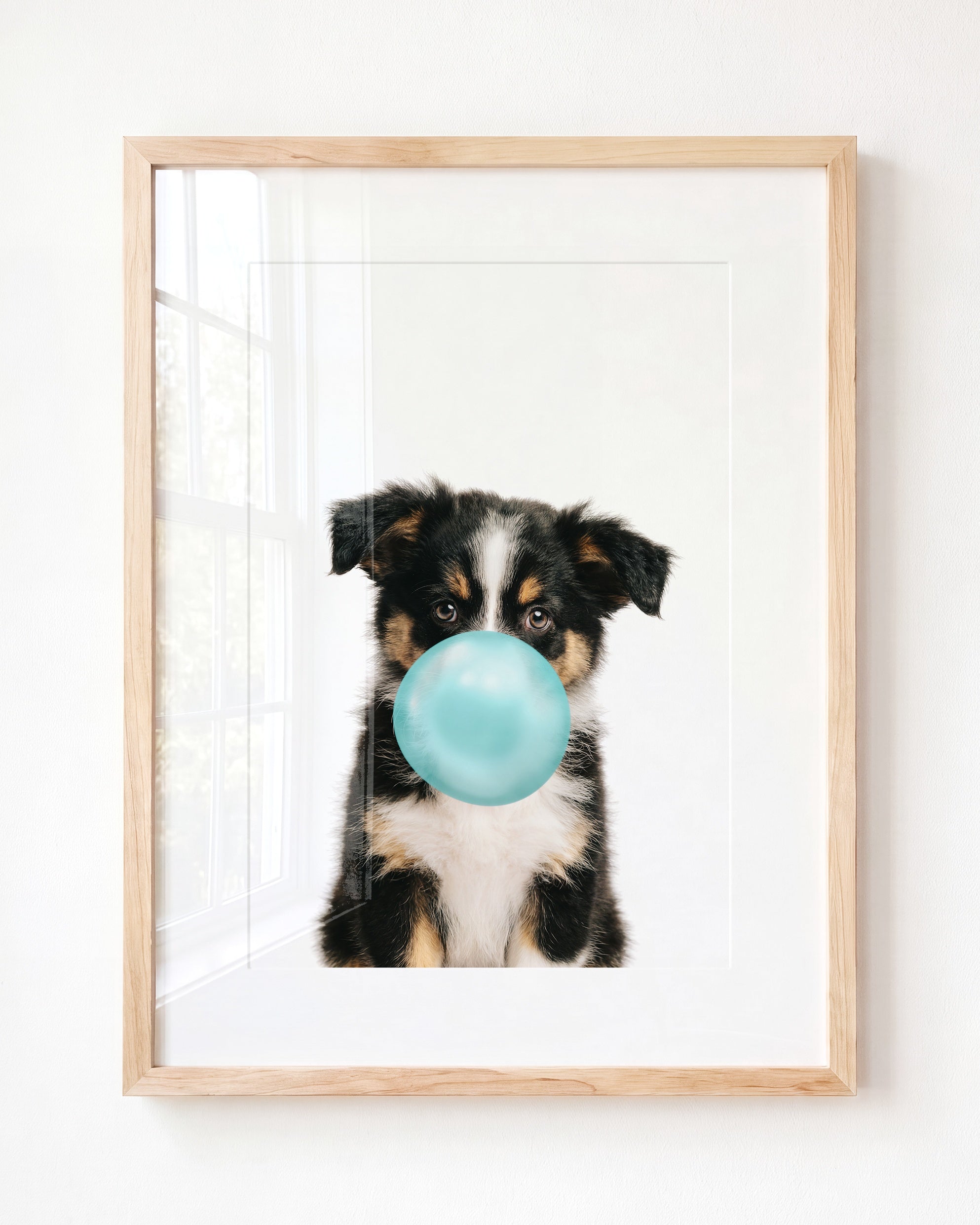 Baby Australian Shepherd Puppy