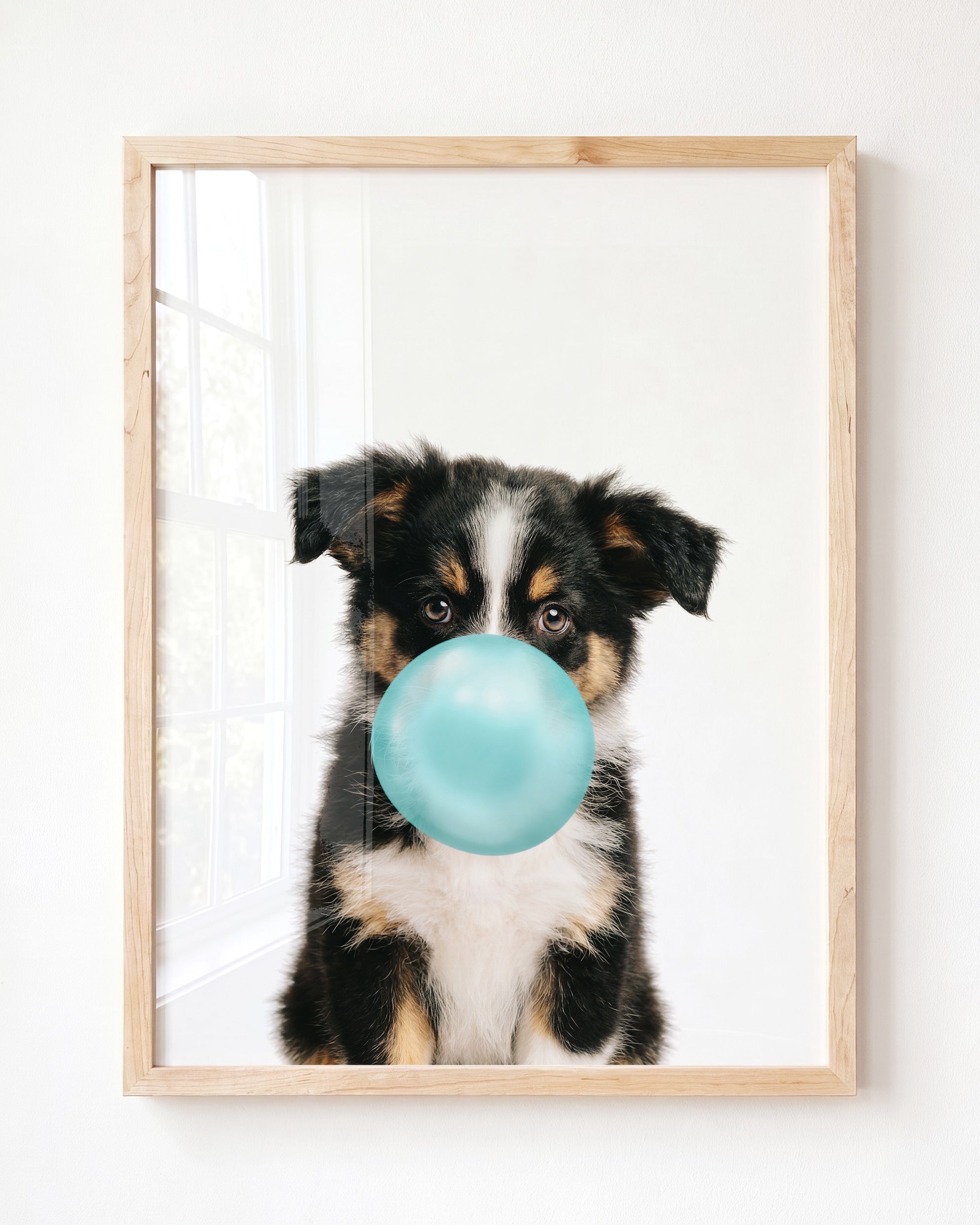 Baby Australian Shepherd Puppy