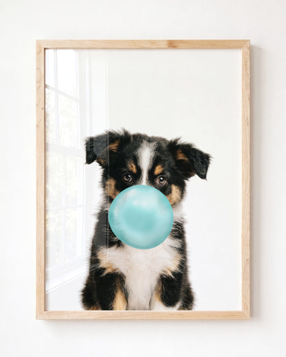 Baby Australian Shepherd Puppy