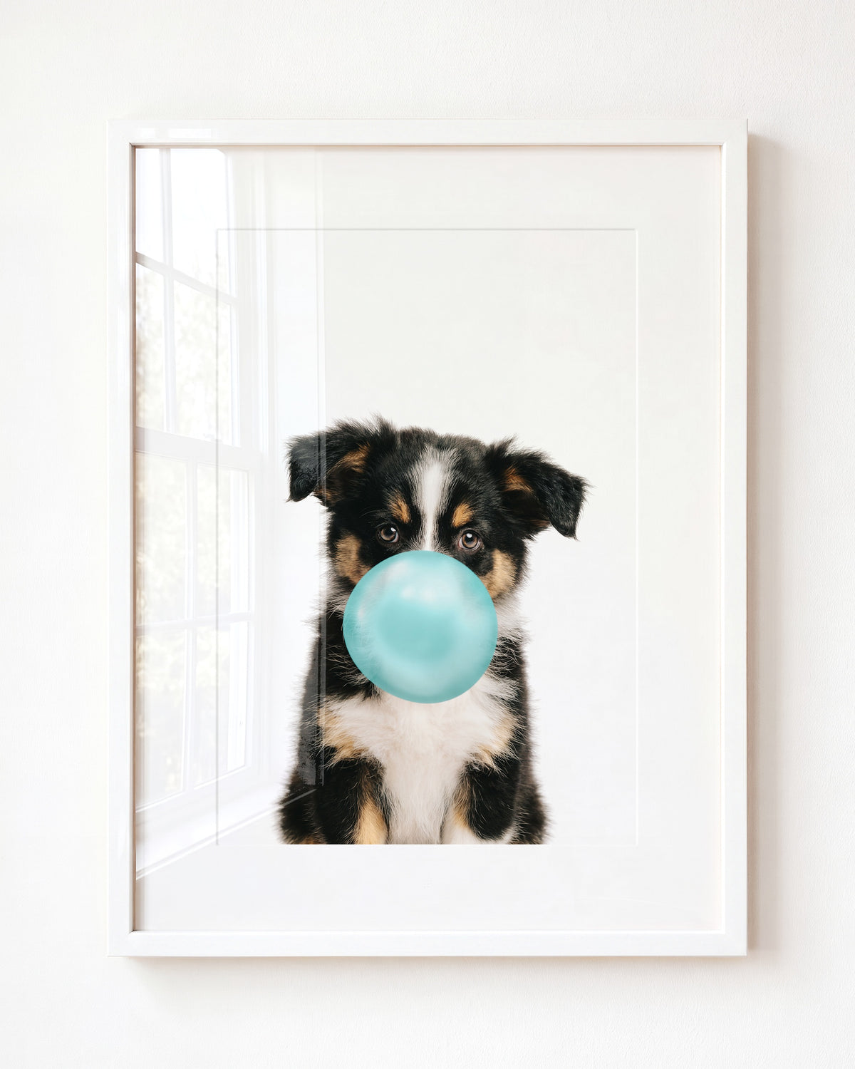 Baby Australian Shepherd Puppy