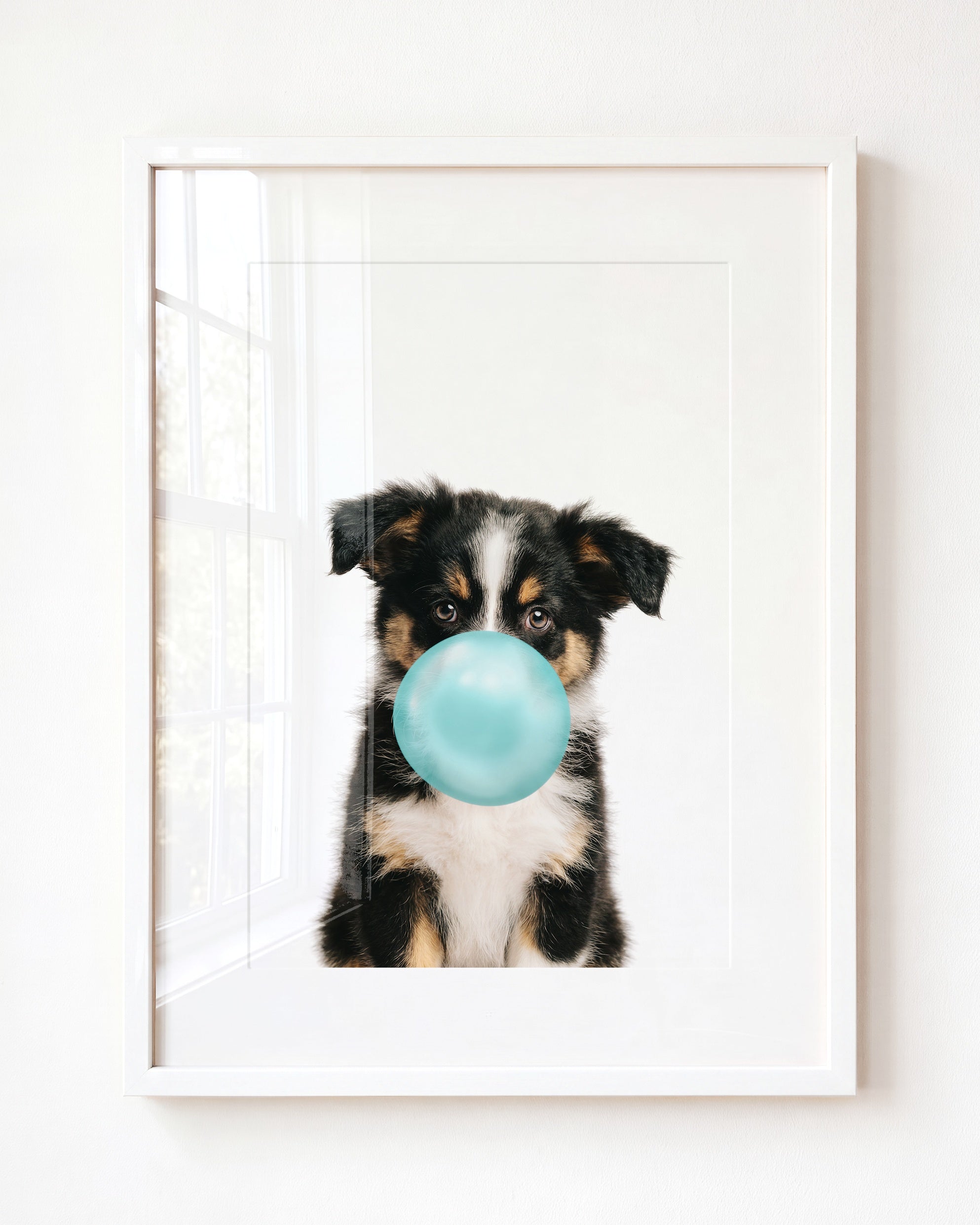 Baby Australian Shepherd Puppy