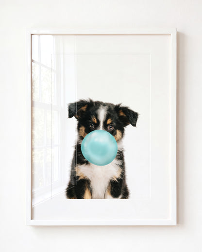 Baby Australian Shepherd Puppy
